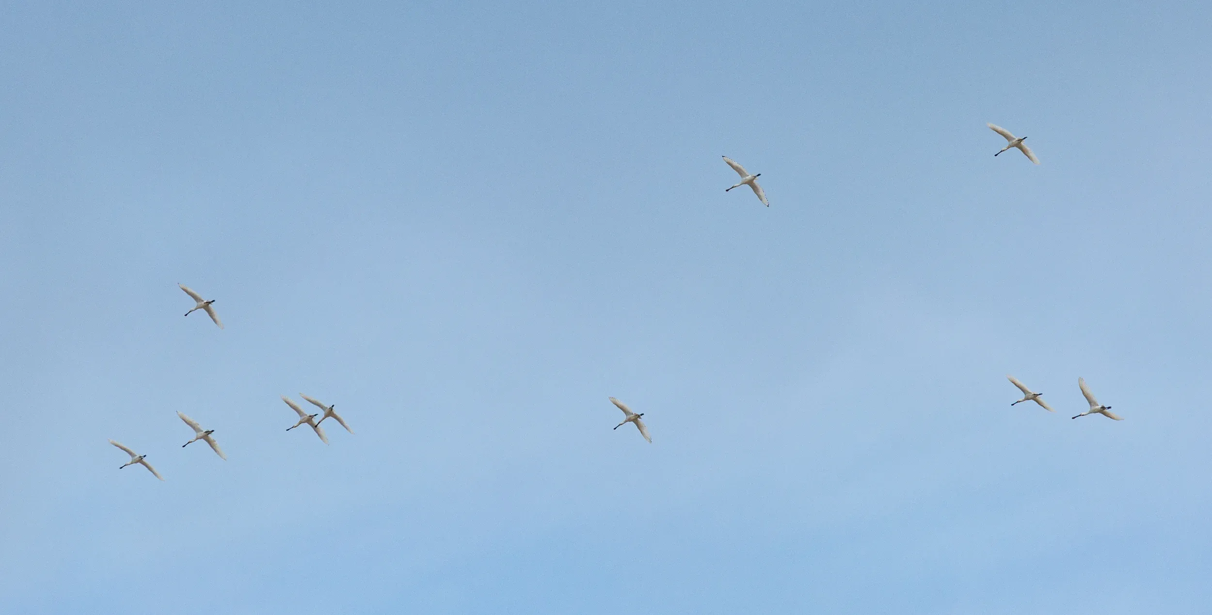 Spoonbills kettling en route to the breeding grounds