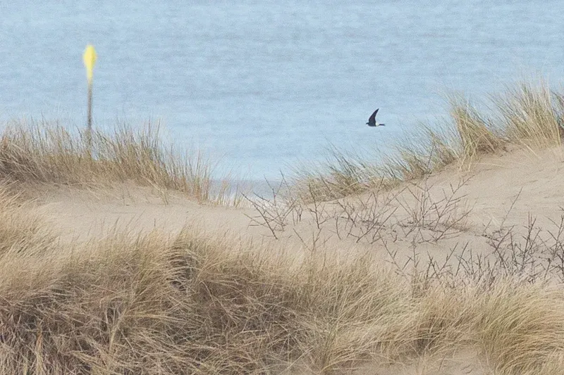 The Netherlands&#x27; first photographed House Martin of 2018.