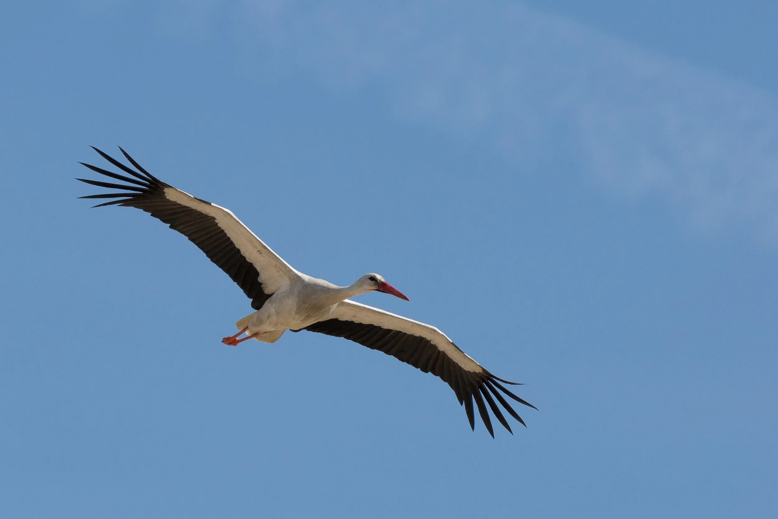 A curious White Stork flying overhead very closely.