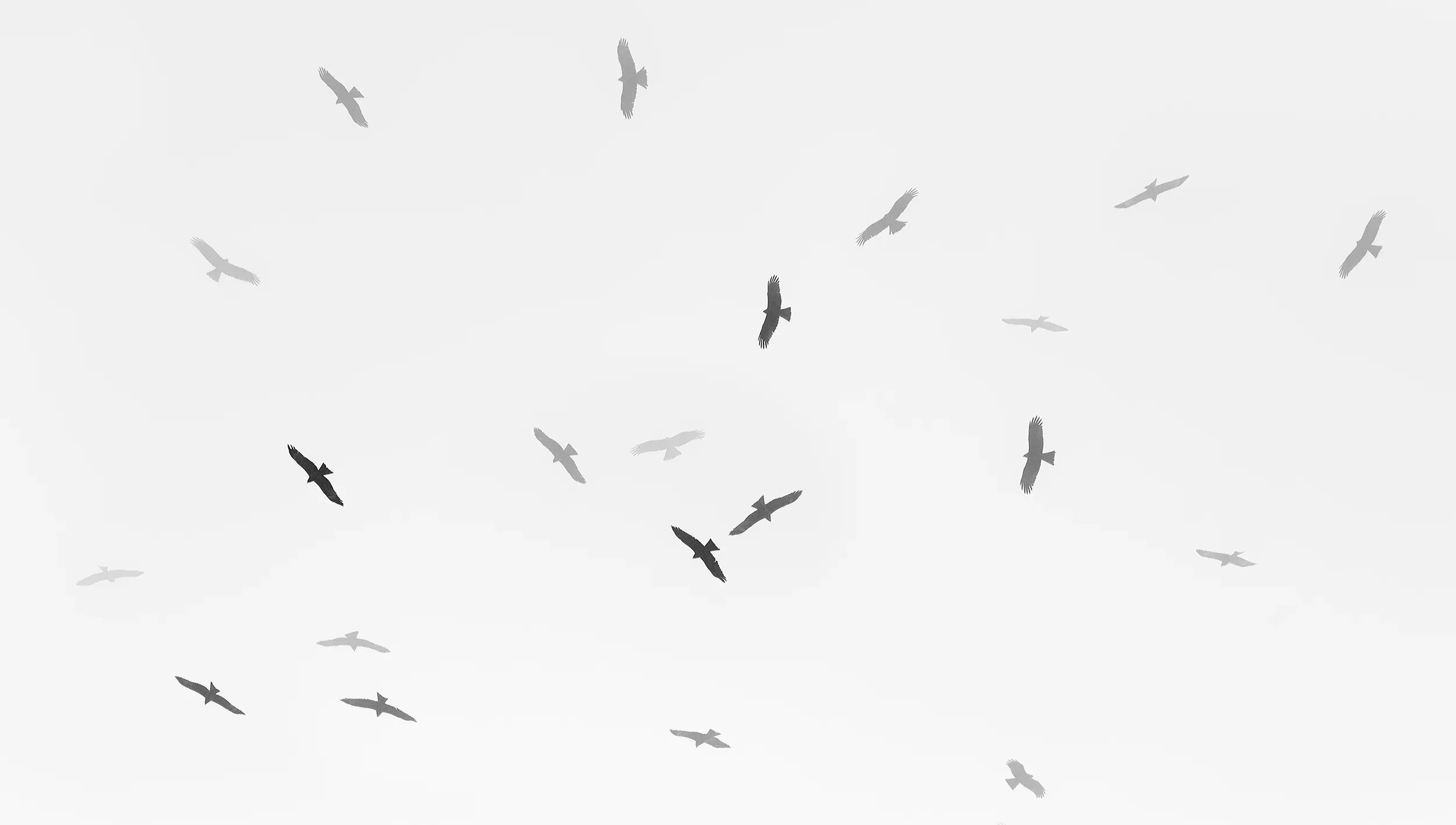 A kettle of Black Kites ‘gloupsing’ into the clouds. Gloupsing (BRC jargon) comes from the sound that you hear when a bird disappears into the clouds, a generally faint ‘gloups’.