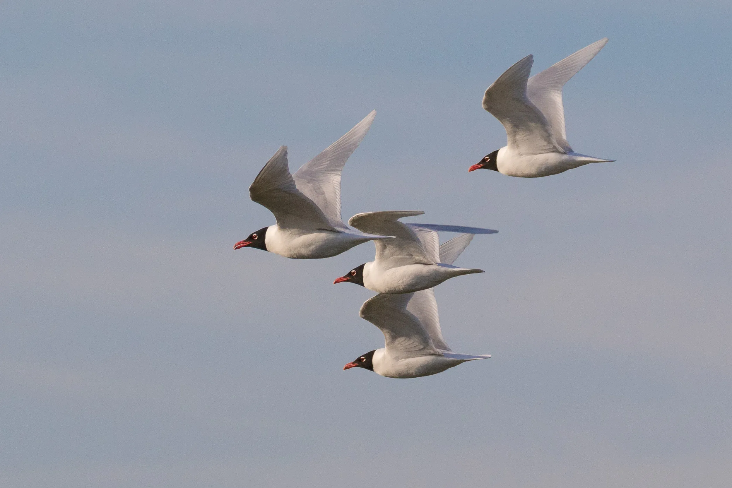 I wish I&#x27;d get to see more of these beautiful Mediterranean Gulls where I live. Truly fantastic birds! Maybe in the future this will be a more regular sight, as they are progressively colonizing more Northern parts of the country.
