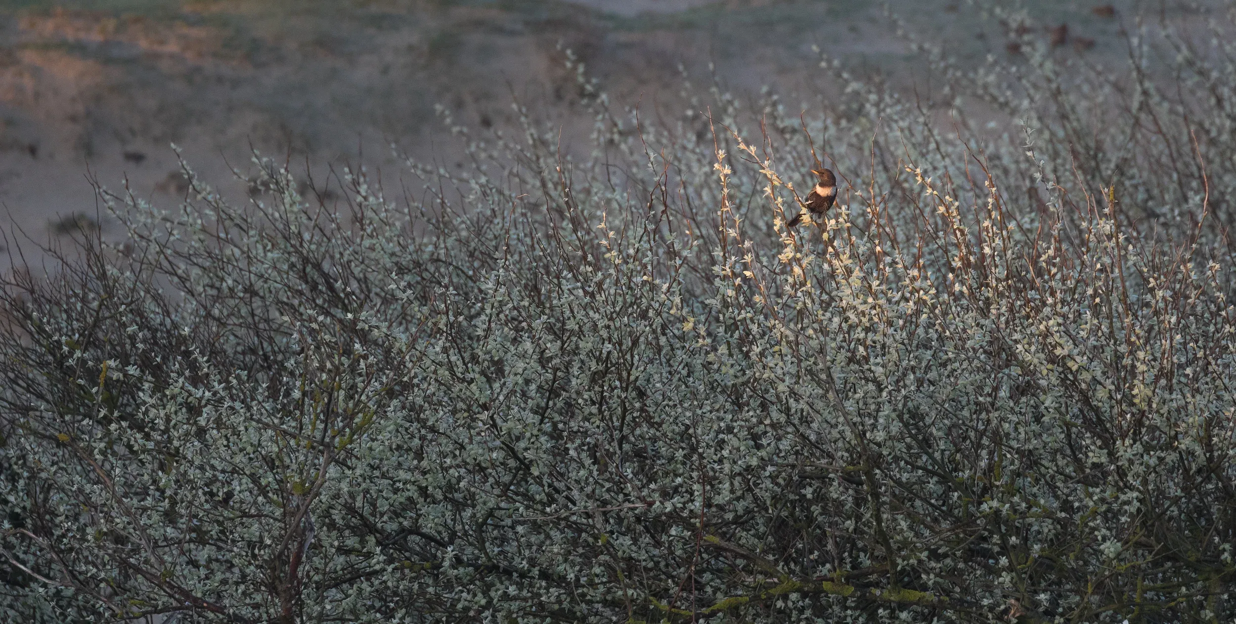 If you are fancy like a Ring Ouzel, you betcha you&#x27;re not going to sit in the shade.