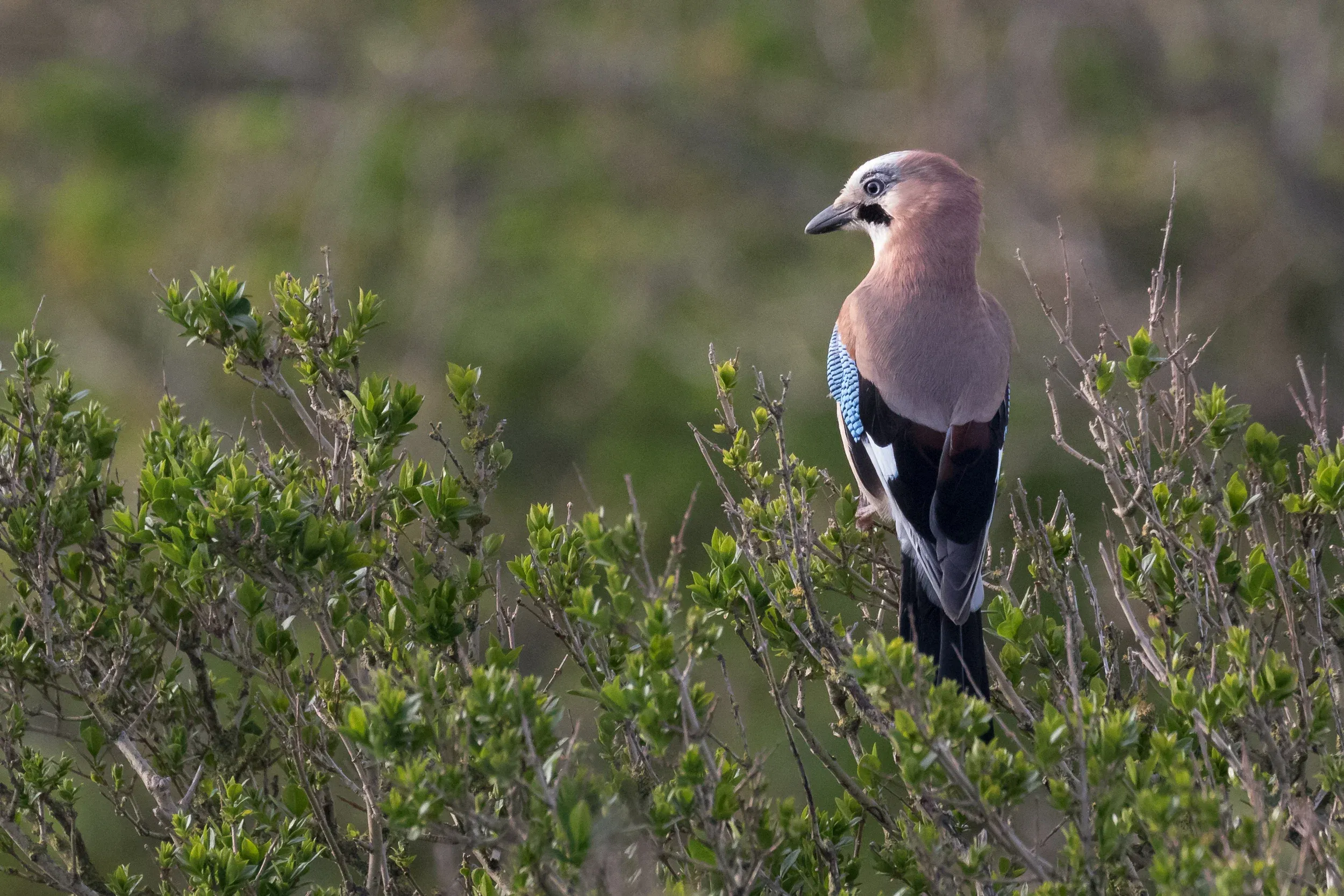The local pair of Jays is showing quite well, flying continuously back and forth to and from a presumed nest.