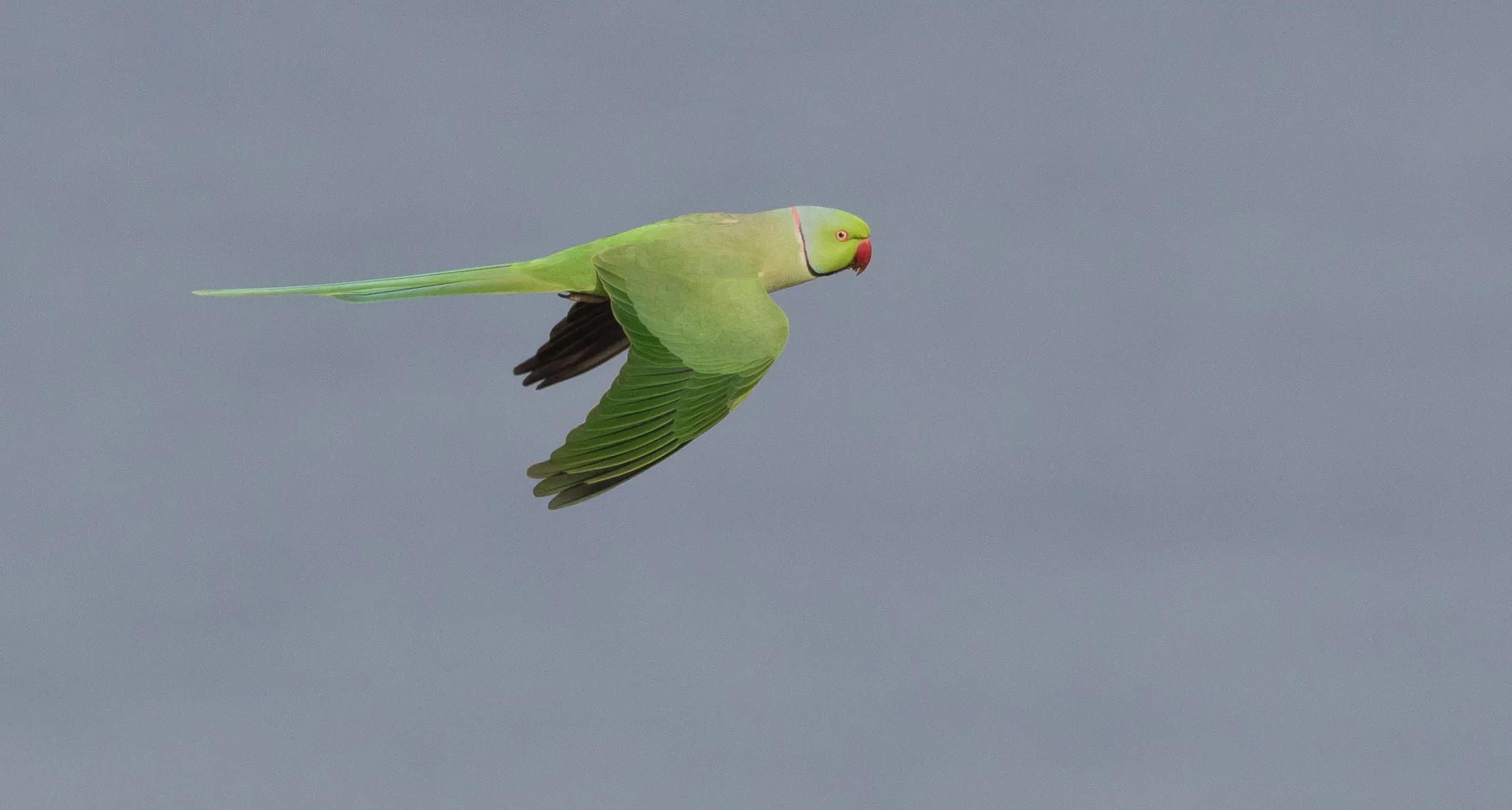 Rose-ringed Parakeet