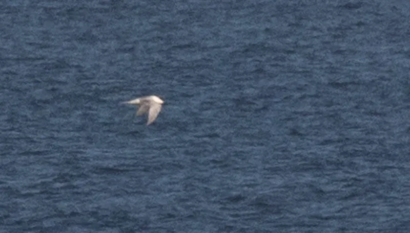 Gull-billed Tern #1.