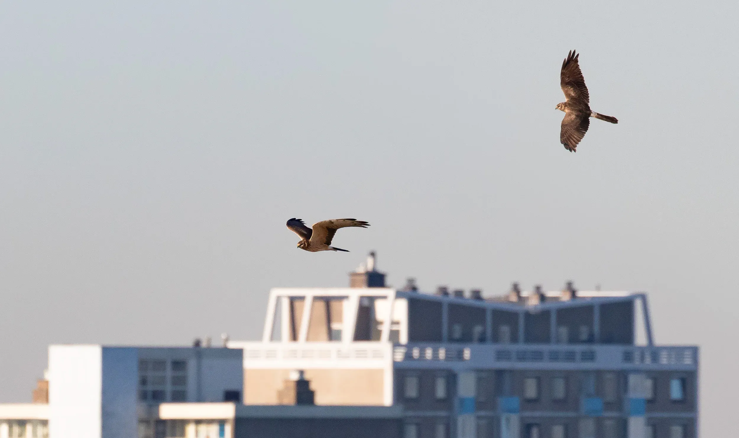 2CY Female Montagu&#x27;s Harrier (photo compilation).