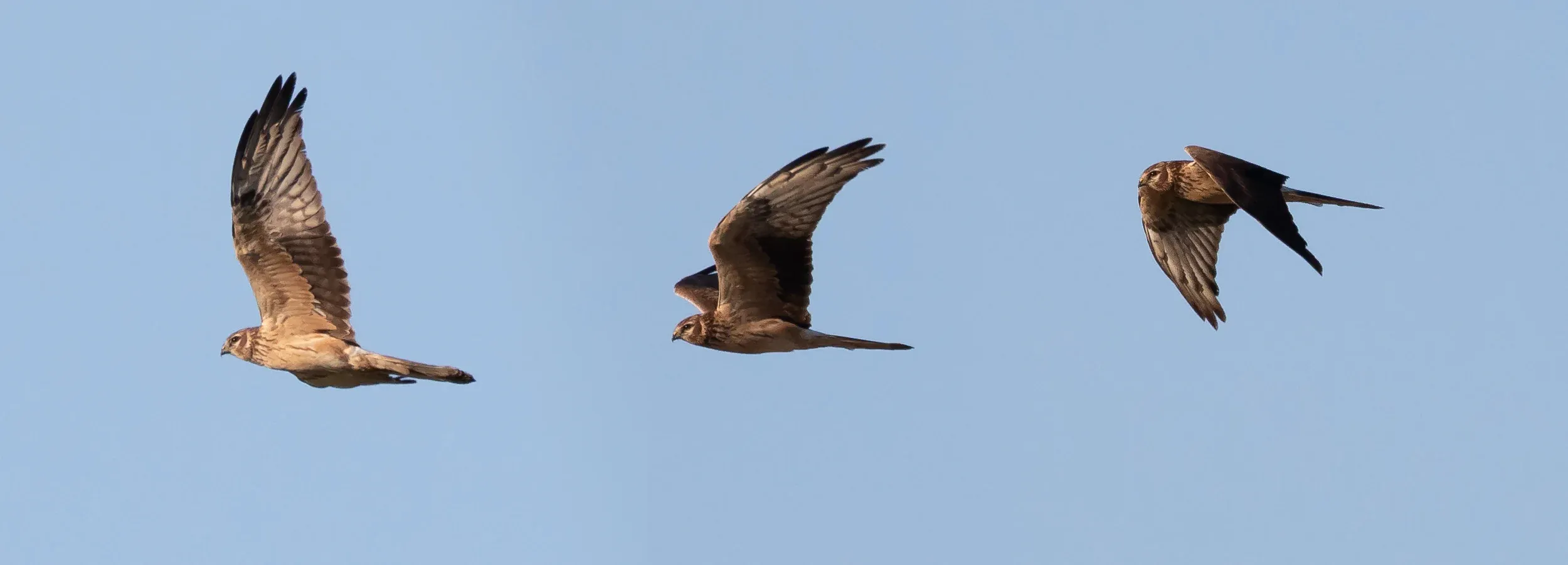 2CY Female Montagu&#x27;s Harrier (photo compilation).