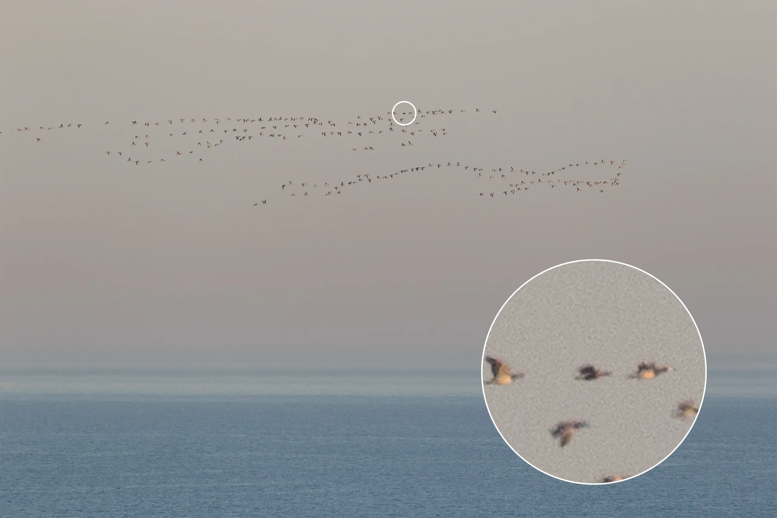 Red-breasted Goose in a flock of Barnacles.