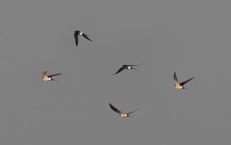 Red-rumped Swallow (photo compilation).