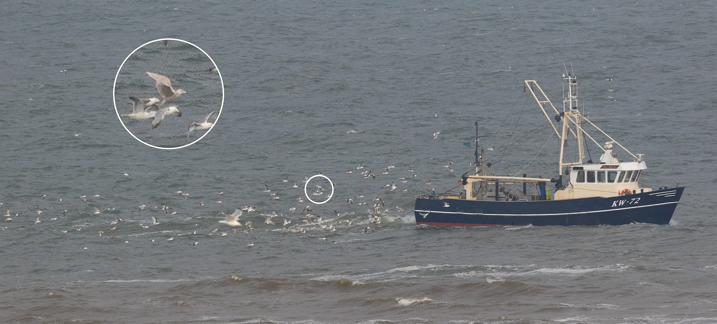 2CY Glaucous Gull following a small fishing boat.