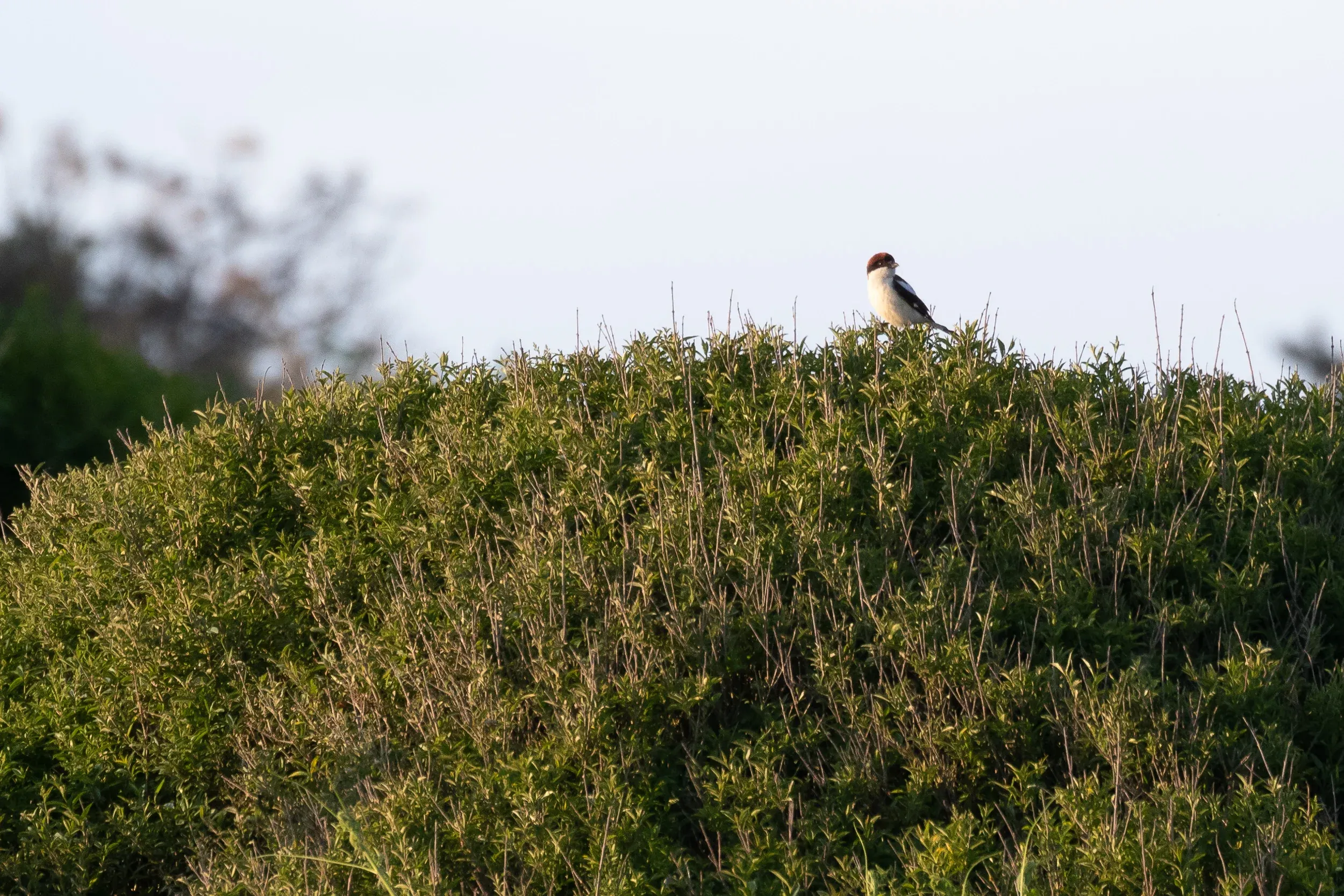 2CY Male Woodchat Shrike.