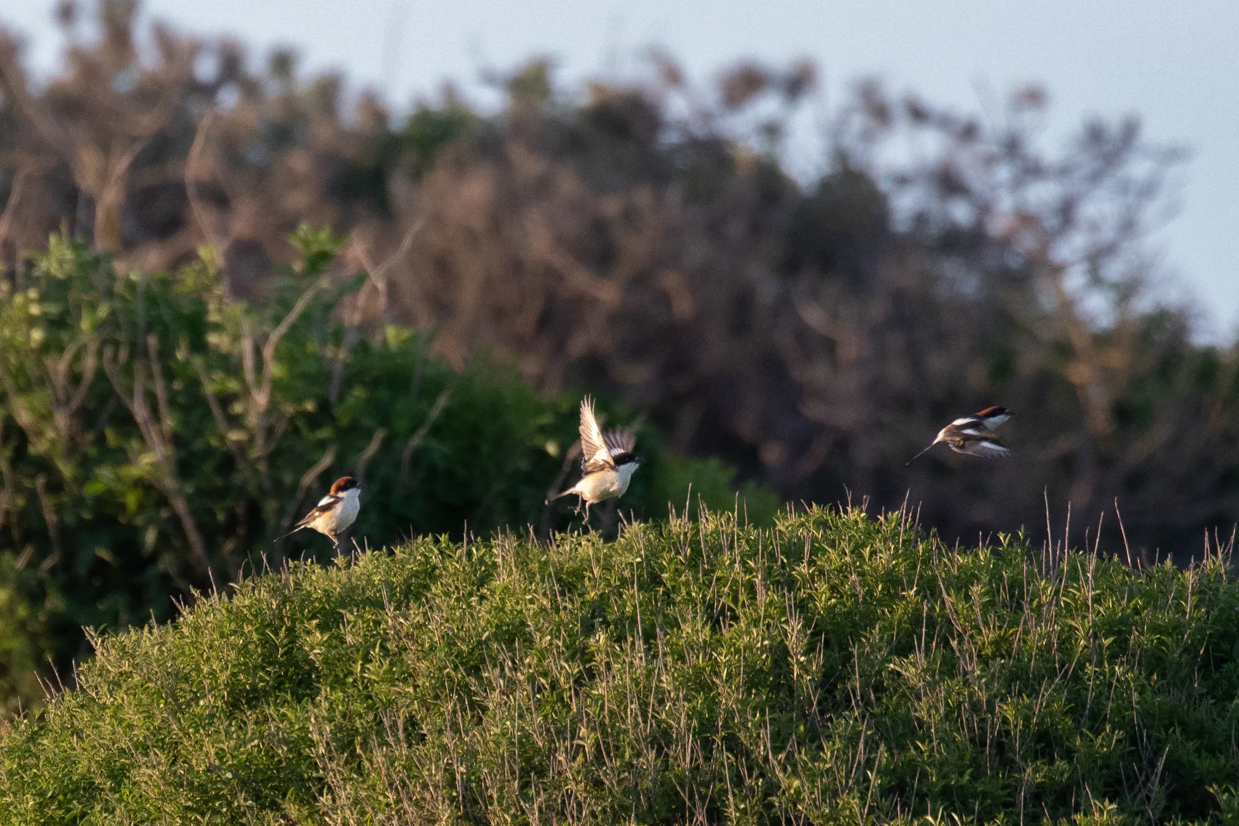 2CY Male Woodchat Shrike (photo compilation).
