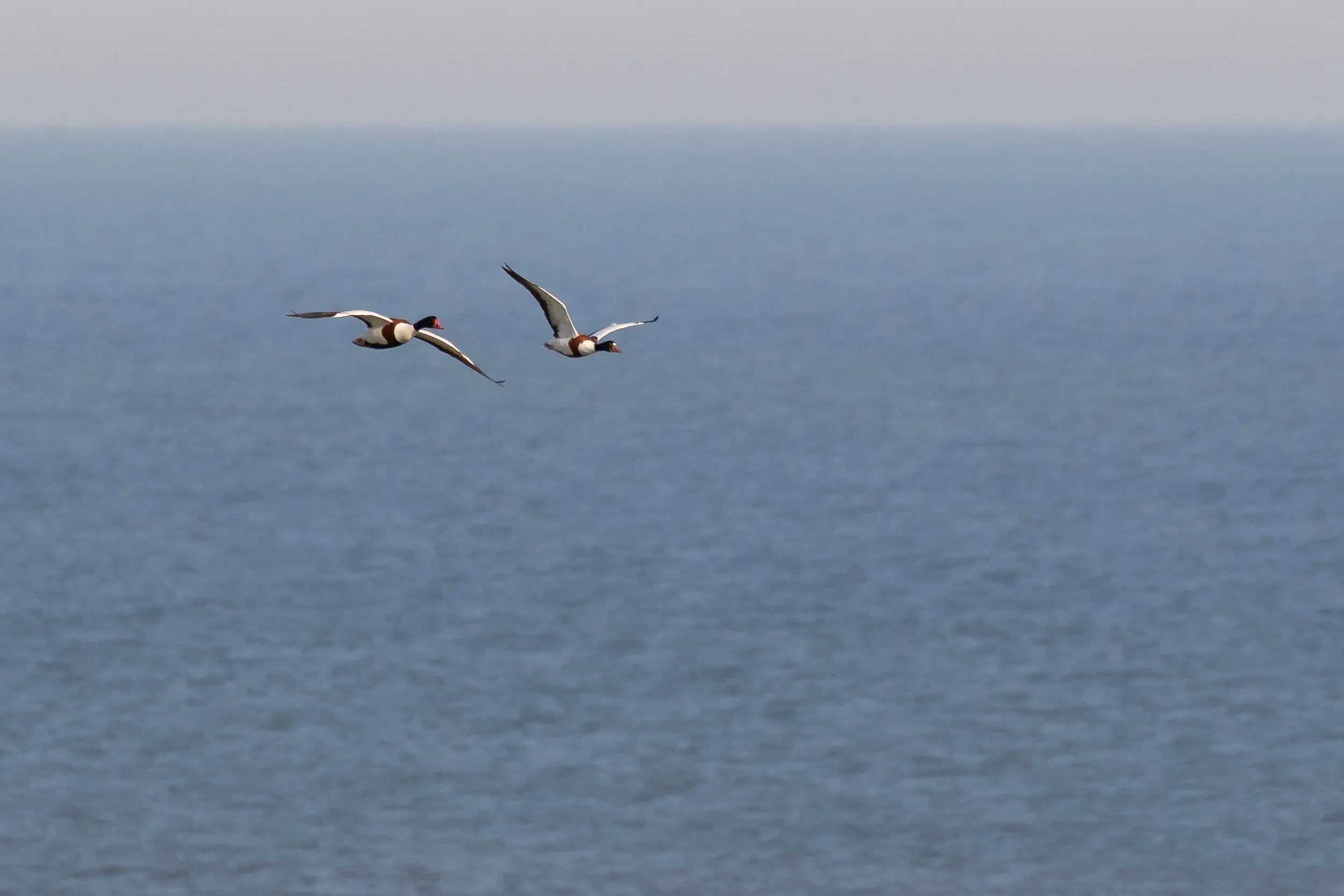 Adult and 2CY Common Shelduck.