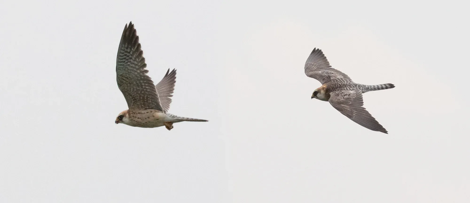 Juvenile flight feathers, some moulted greyish and barred upperwing coverts and tail feathers, barred underwing coverts and still an entirely female-type body plumage nail this as a 2CY female Red-footed Falcon.