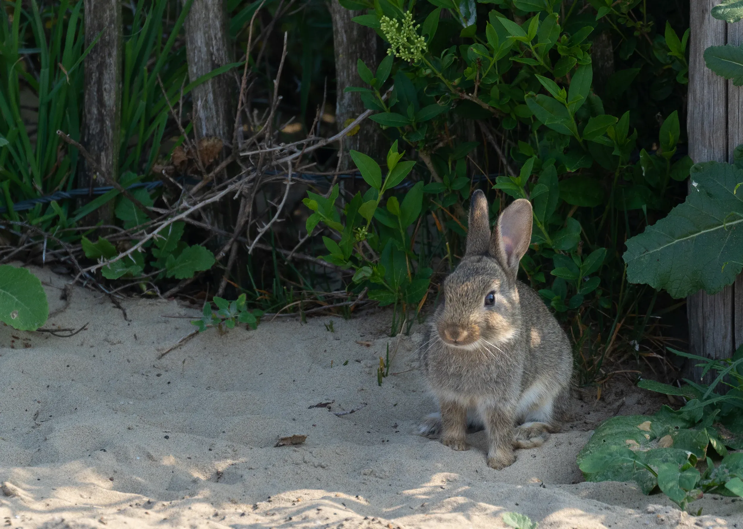 A young European Rabbit.