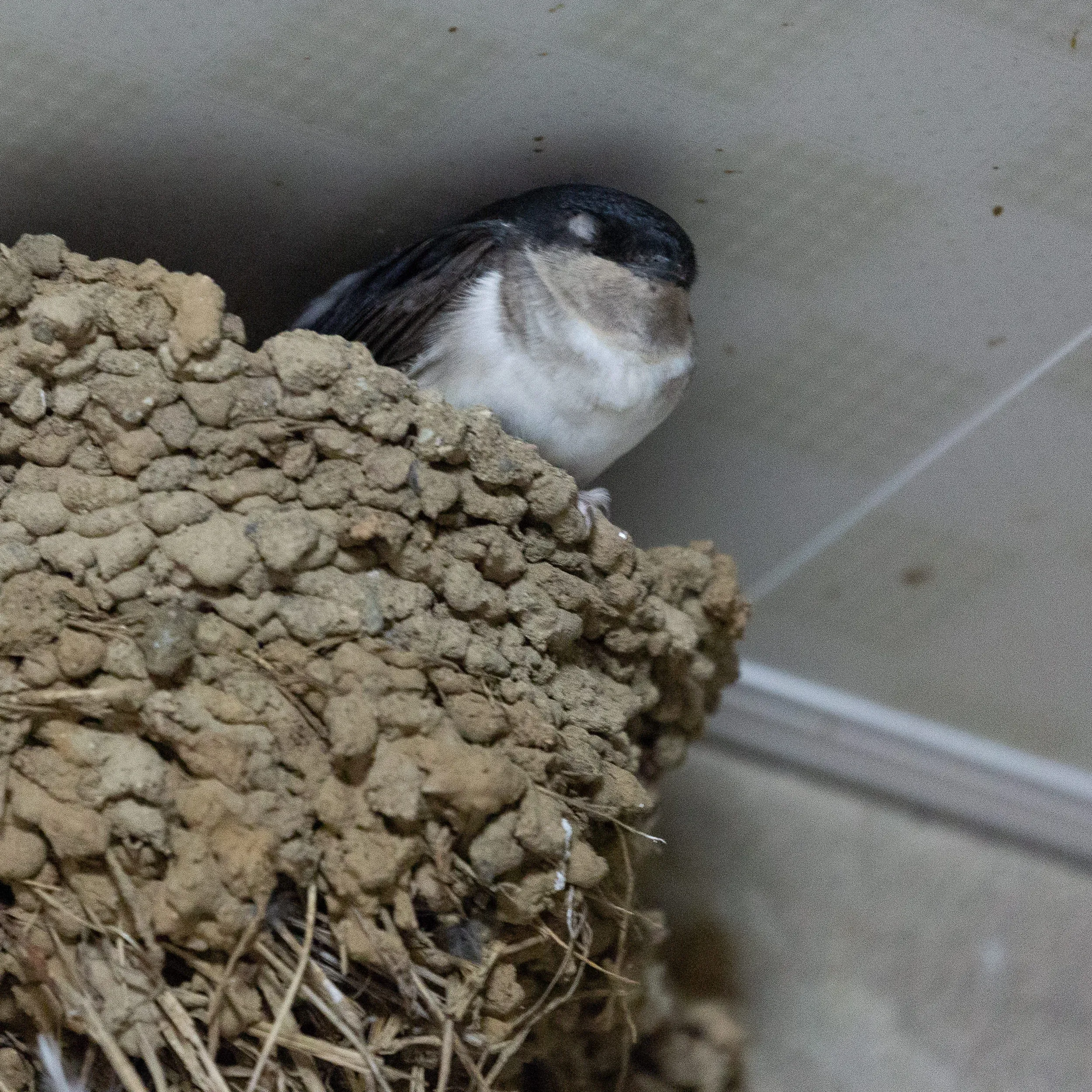 August 15th. Did you know these ‘Orcas’ have pale eyelids? Very adorable sleepers.