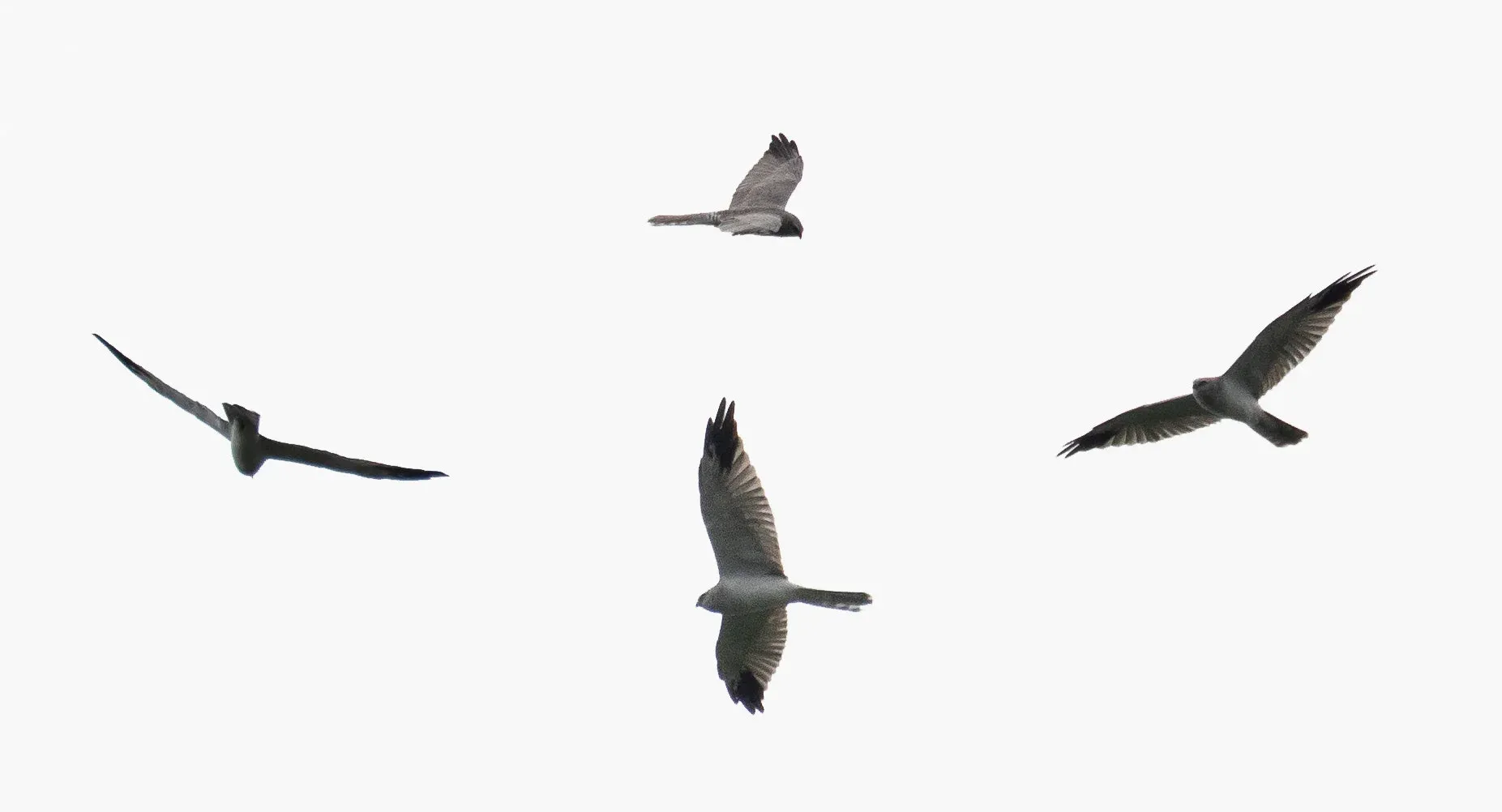 August 23rd. Adult male Pallid Harrier (photo compilation). Although the number of Pallids was very high early on, fully adult birds like this were quite rare. Instead, most birds were either juveniles or immature male and females. Surprisingly, many of the Pallids were actively moulting, something that’s highly unusual to observe this often in Batumi, as Pallid Harriers (contrary to Montagu’s) generally finish their moult before the migration commences.