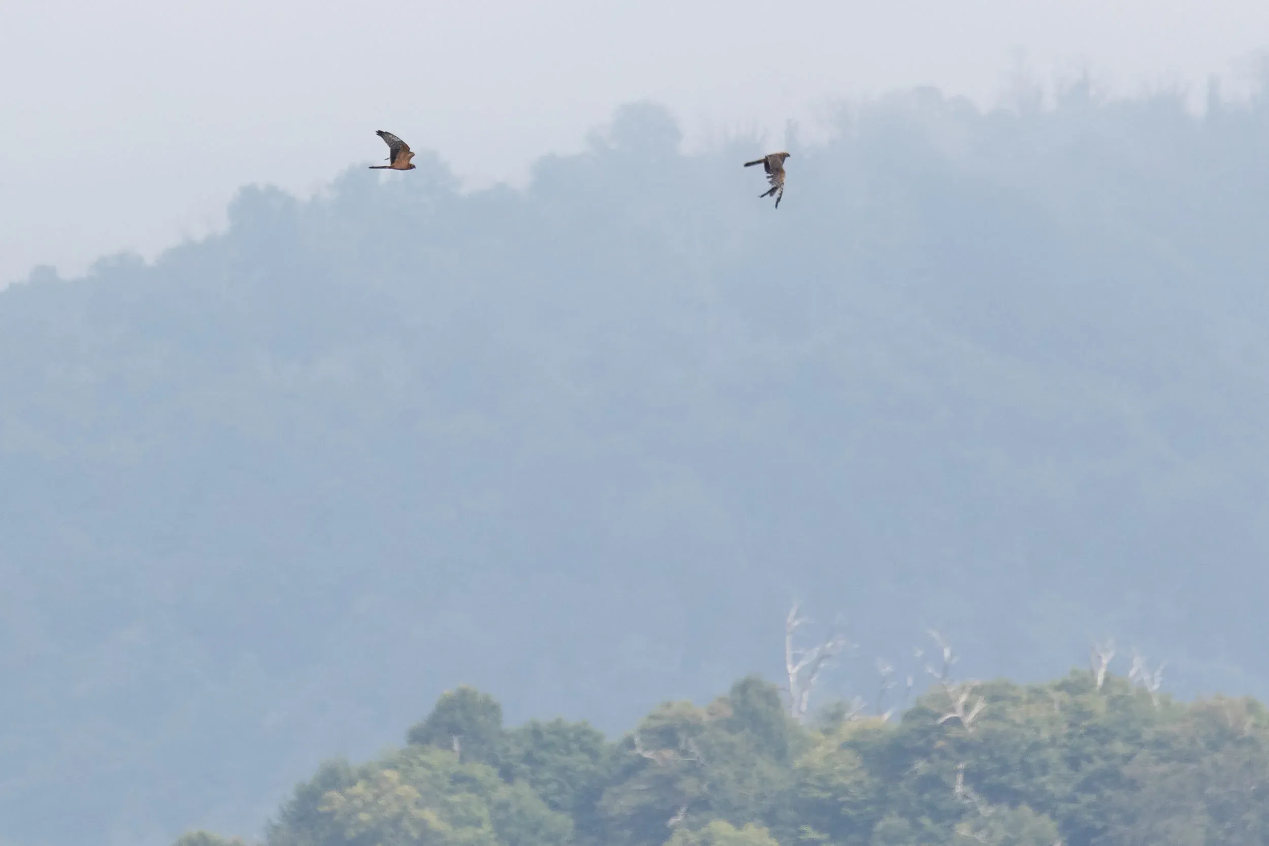 August 24th. Injured birds are unfortunately quite common. From some angles they may look fine, but when you have a closer look… This juvenile Montagu’s Harrier (the bird on the left is the same as on the right) has most of the left wing shot. It’s a miracle it can still fly. Strong case of ‘zugunruhe’.