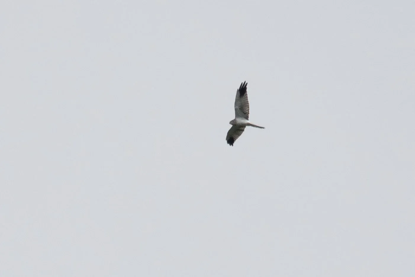 August 24th. One of many immature male Pallid Harriers we observed this season. It has a retained juvenile secondary in the left wing and 2 in the right wing that still have to be moulted.
