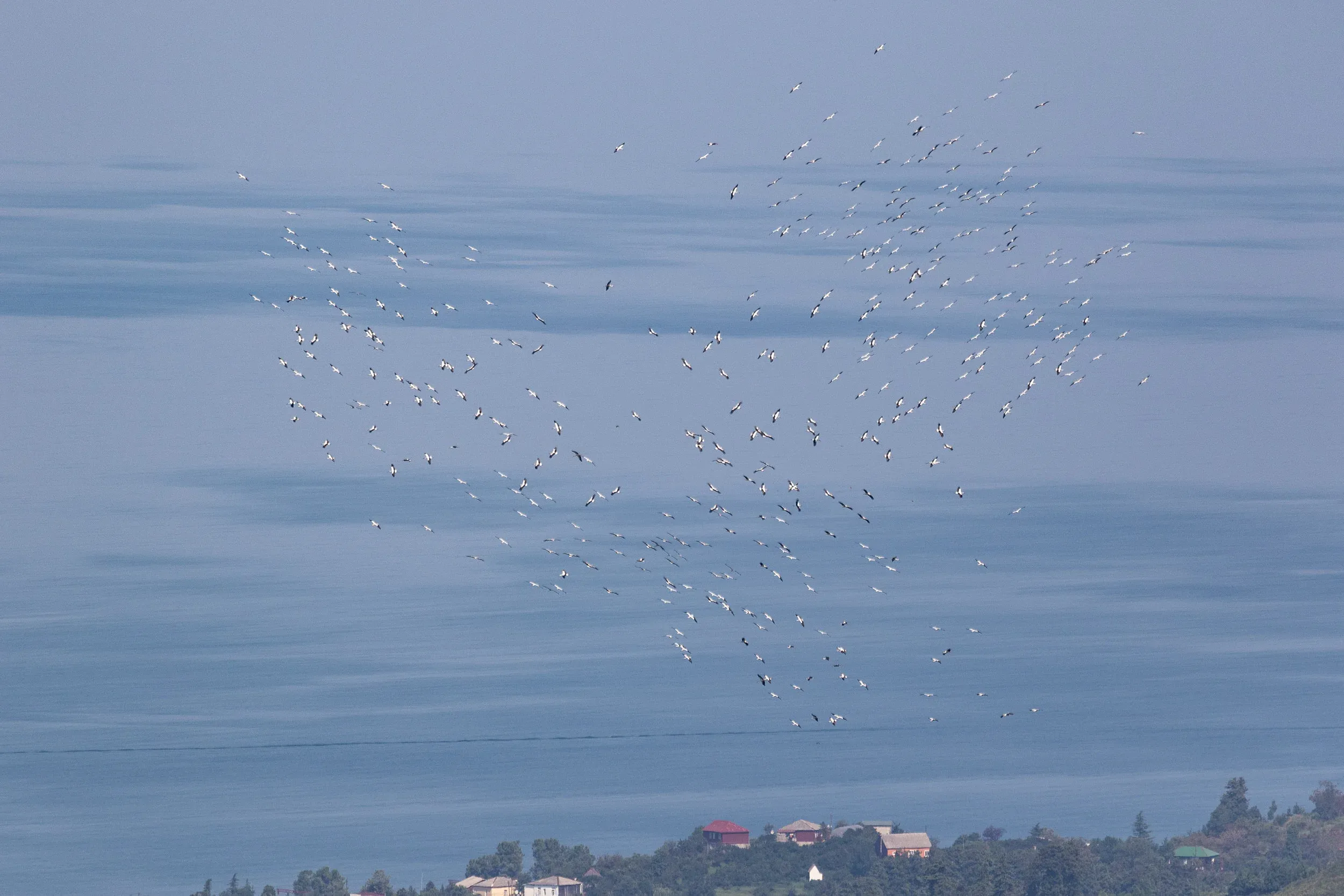 August 25th. The largest flock of White Storks (423 birds) ever recorded by BRC.