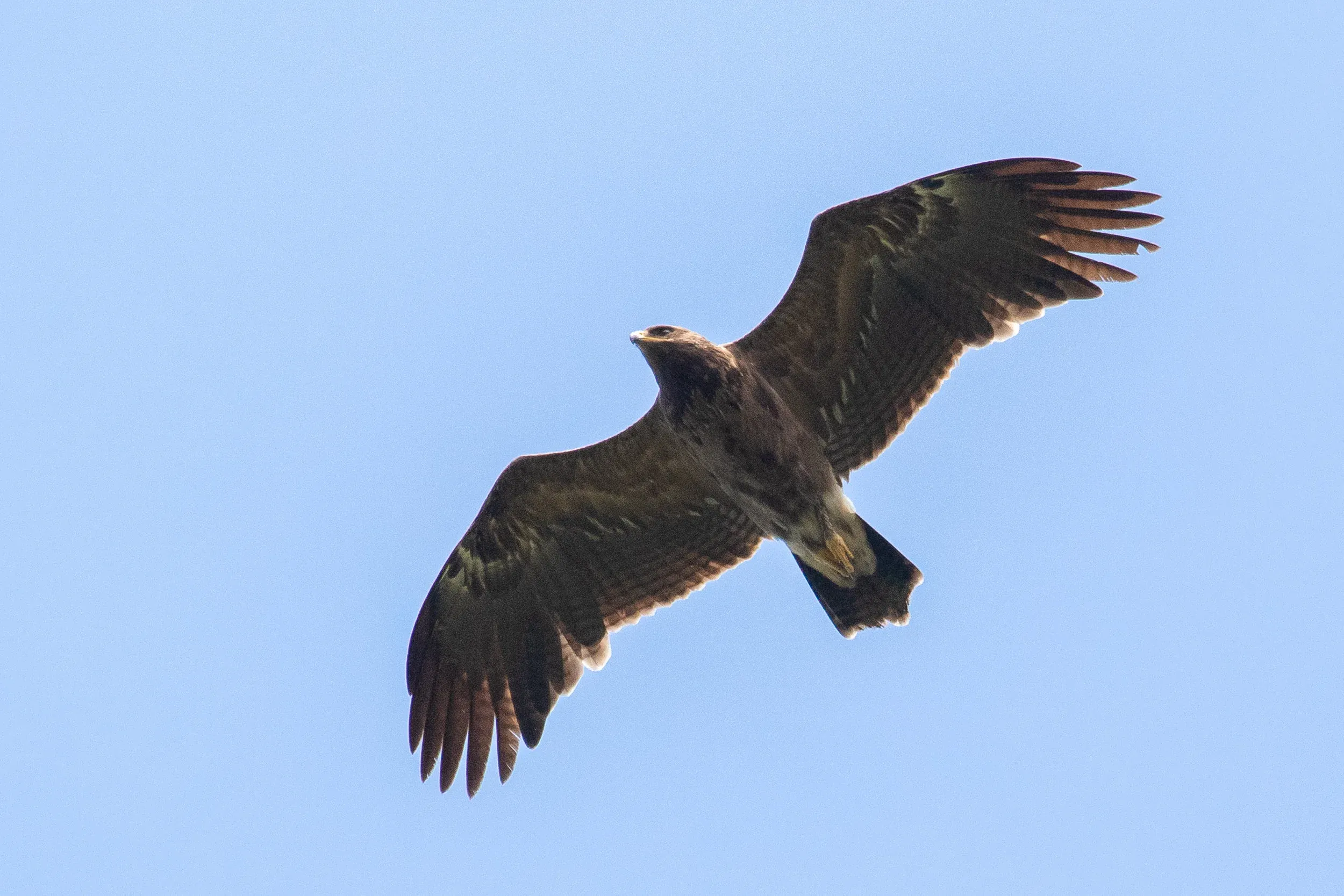 August 26th. Lesser Spotted Eagle immature, one of the earliest birds. Second calendar year bird with replaced inner primaries and the typical barring throughout the secondaries all the way to the feather tips.