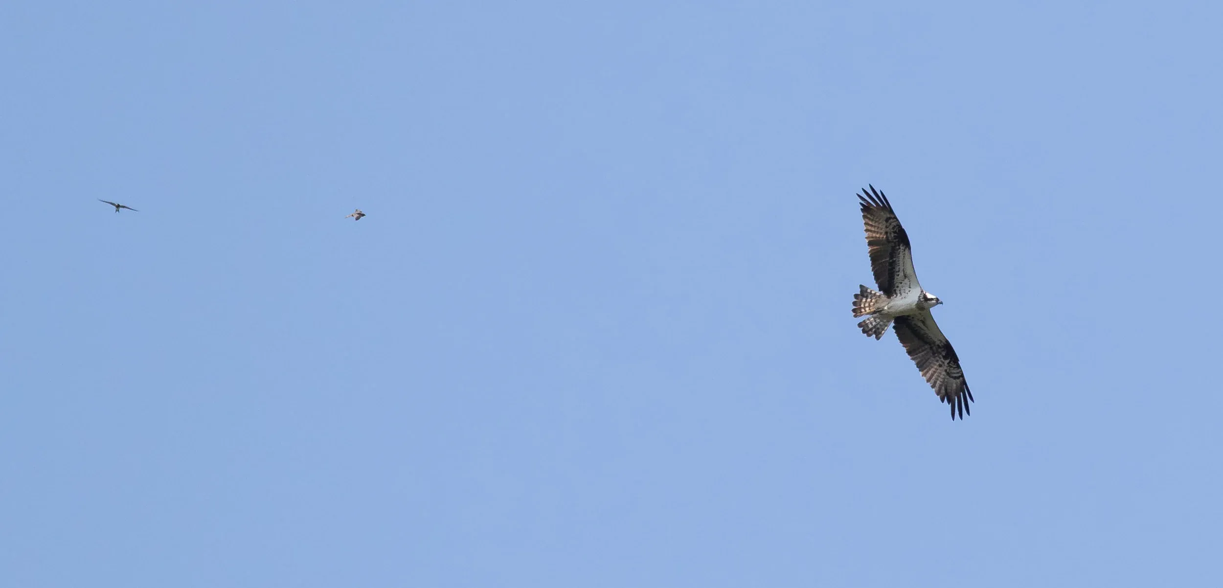 August 27th. Adult female Osprey with 2 nice Alpine Swifts circling around it.