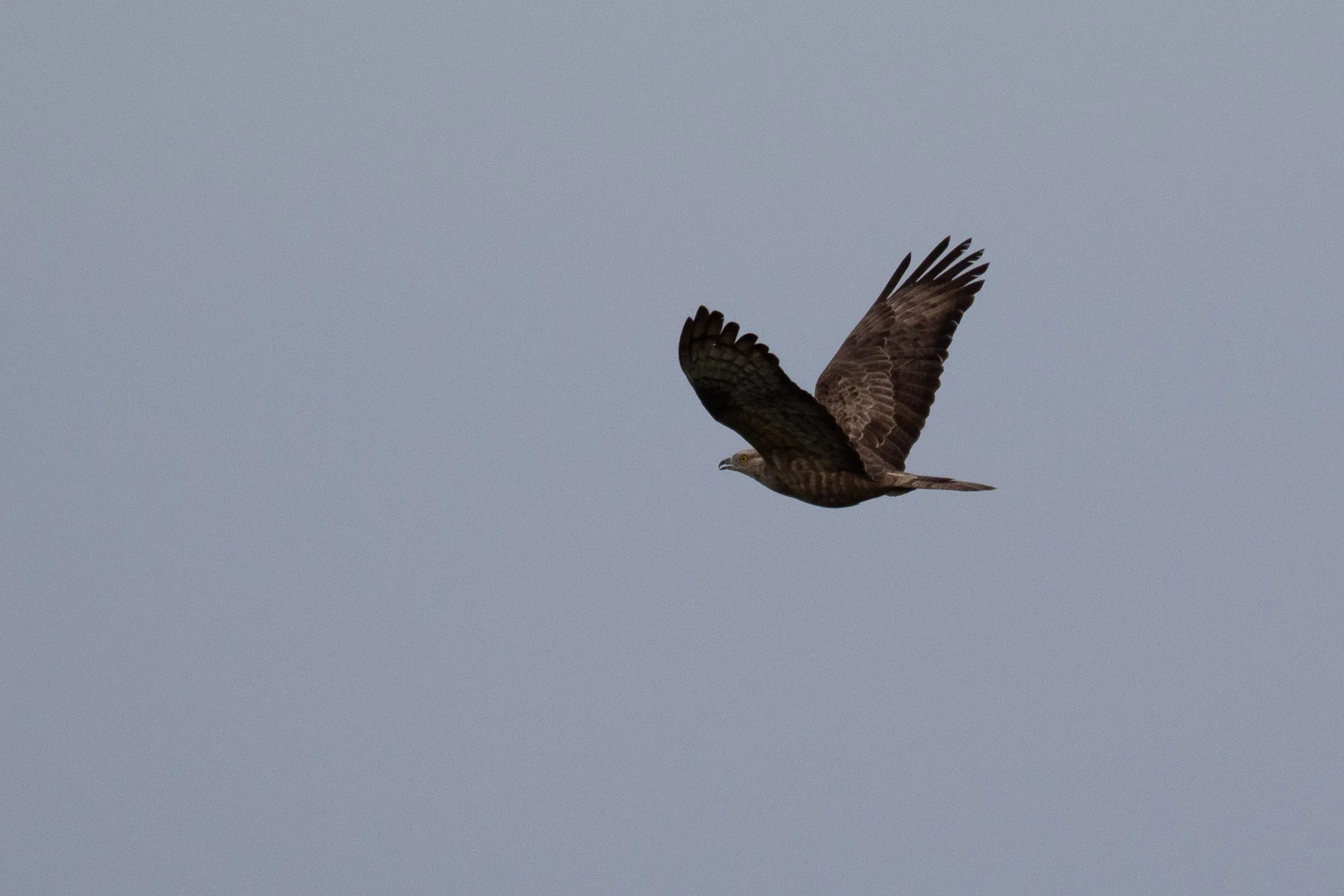 August 30th. Adult female Honey Buzzard.
