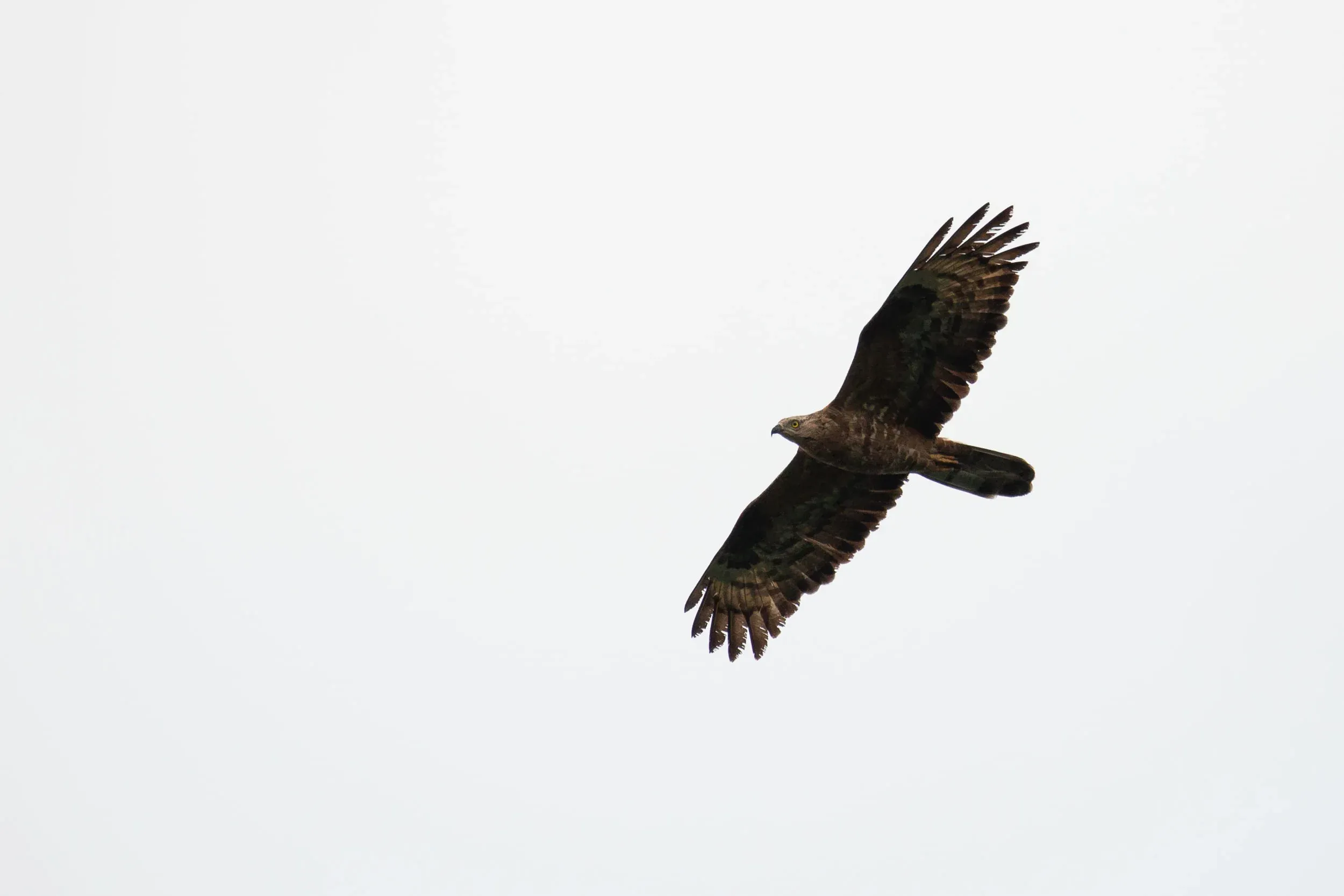 August 30th. Adult female Honey Buzzard. Quite similar to previous adult female, but a different bird. Apparently 3 replaced inner primaries on right wing and 4 on left wing.