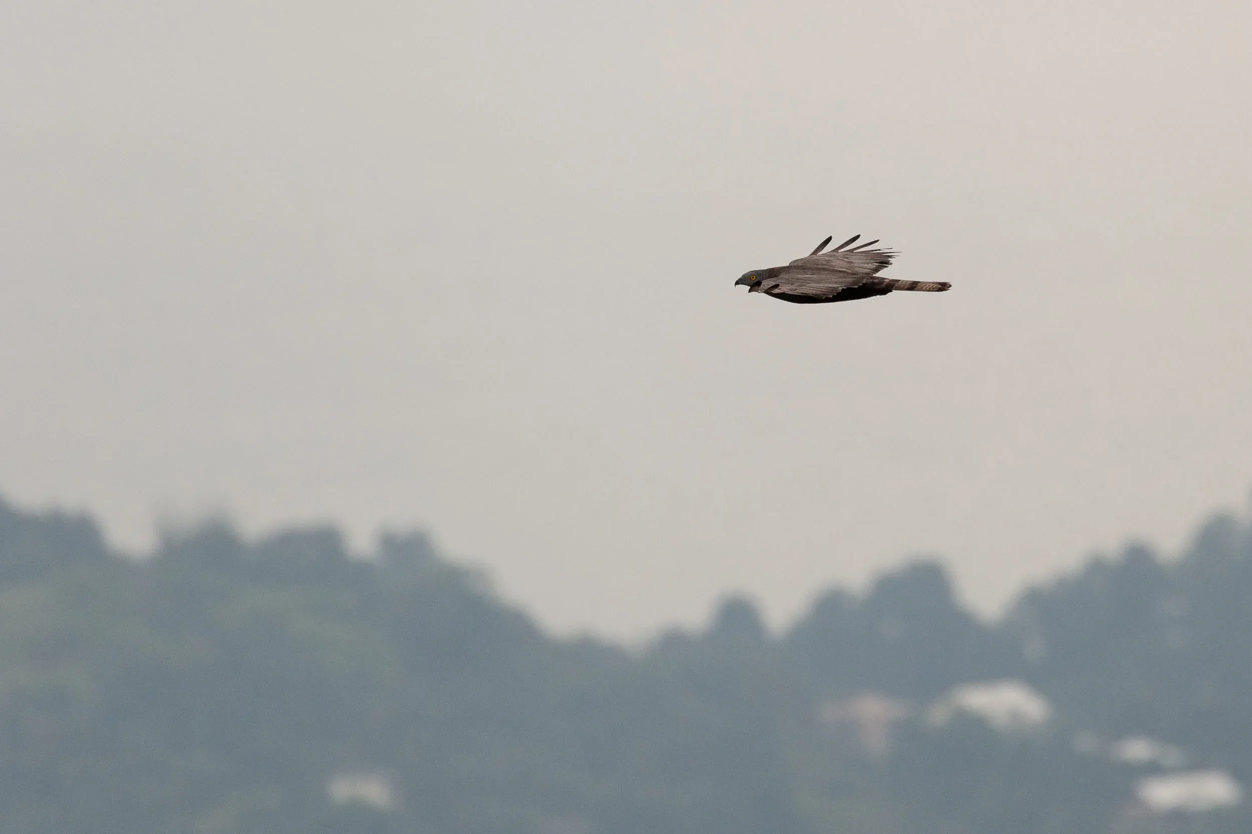 August 30th. Adult male Honey Buzzard. Notice that on the upperwing you can distinguish the trailing edge of the wing as well, a good feature to use for separating the sexes when you cannot see the underwing and head.