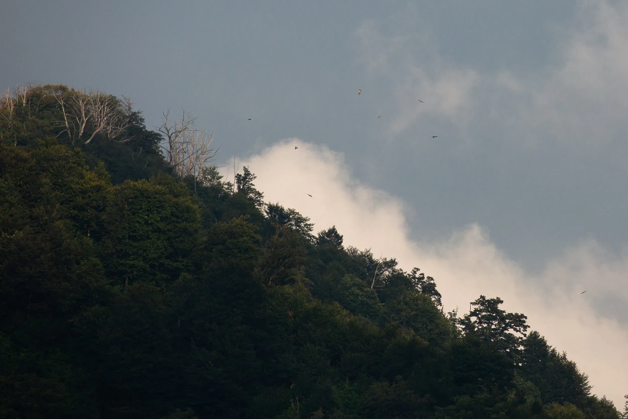August 30th. Almost every evening, when thermal activity has decreased, birds (like these Honey Buzzards) can be seen over Little Ginger (the mountaintop on the left), searching for a good tree to roost in. Unfortunately, hunters are aware of this as well…