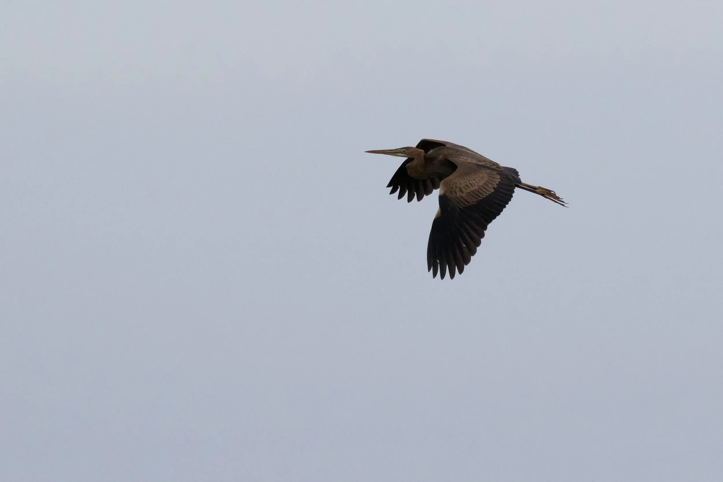 August 30th. Juvenile Purple Heron that circled in front of the station.