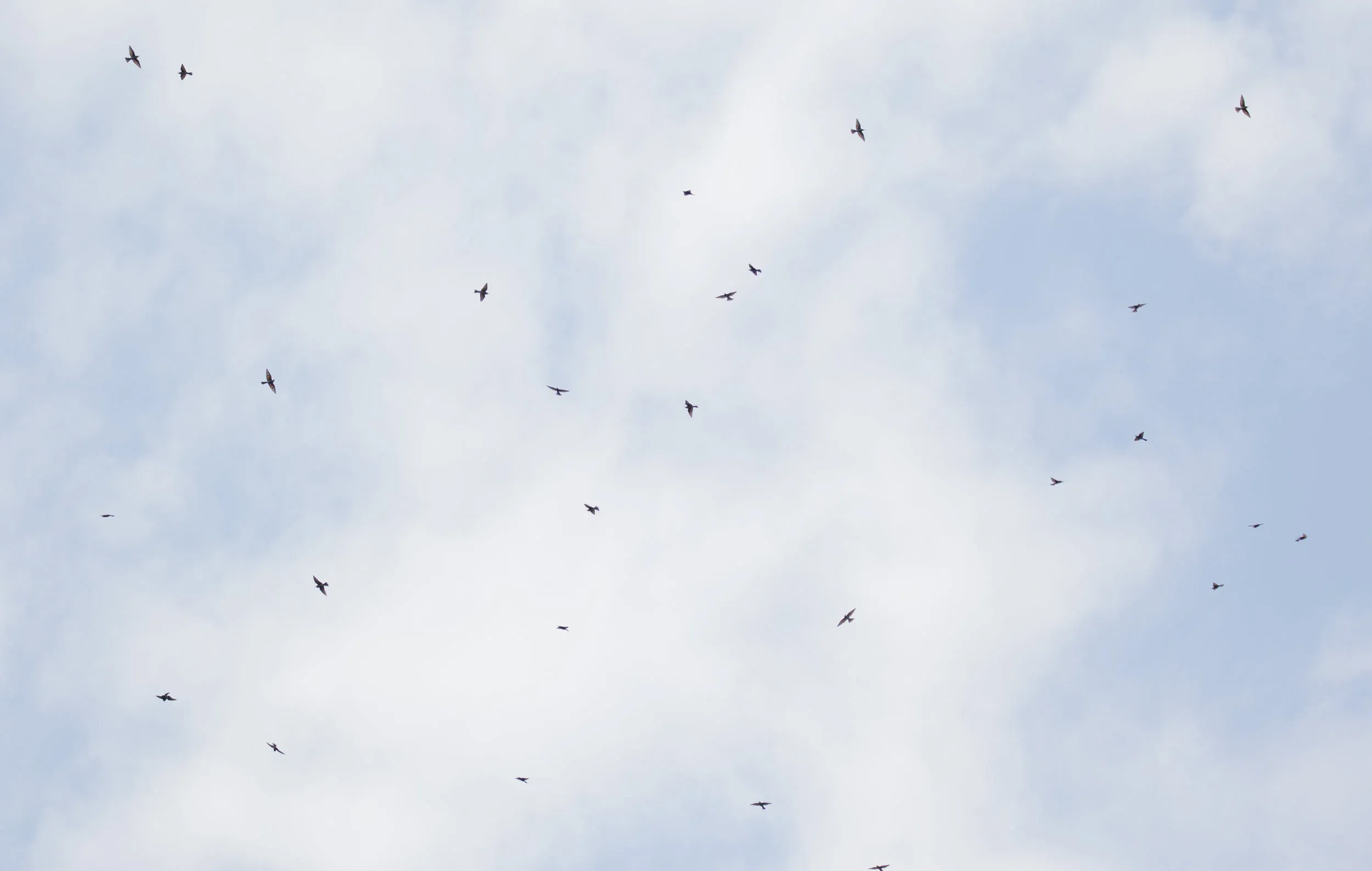 August 31st. Attempt at photographing a flock of overhead Bee-eaters. During the first month of the count, Bee-eaters continuously provided the background vocals. Wonderful, wonderful birds…