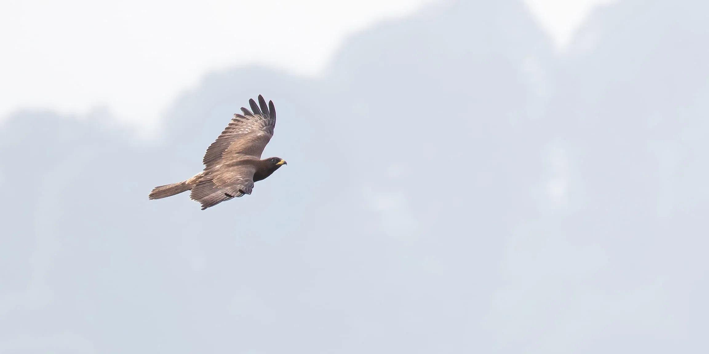 August 31st. Juvenile Honey Buzzard.