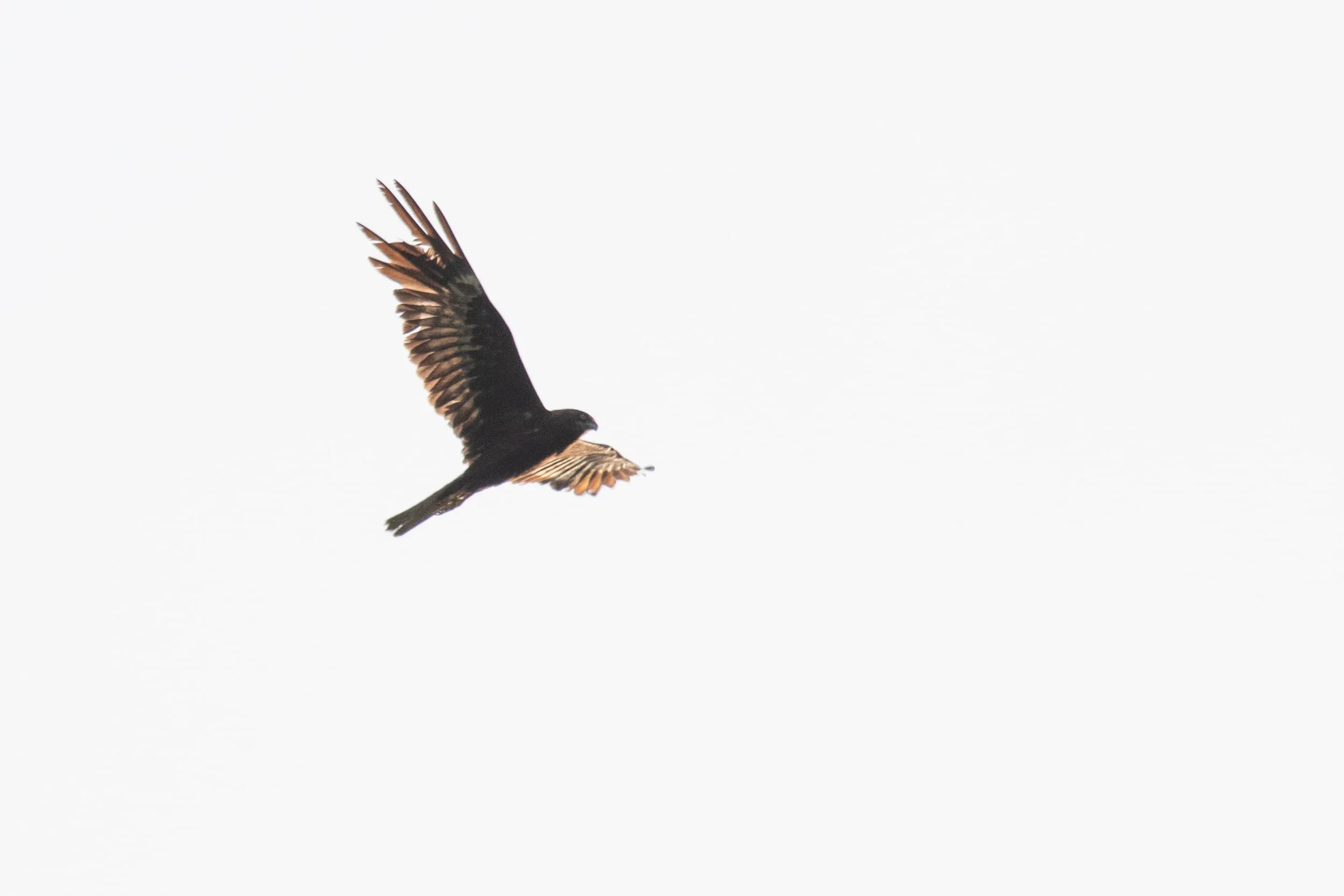 August 31st. Adult male Marsh Harrier of the striking dark morph, presumably shot in the right wing. Notice the very dark body and underwing coverts, the light patch at the base of the secondaries and primaries, causing a strong contrast between the light patch and the dark trailing edge of the wing.