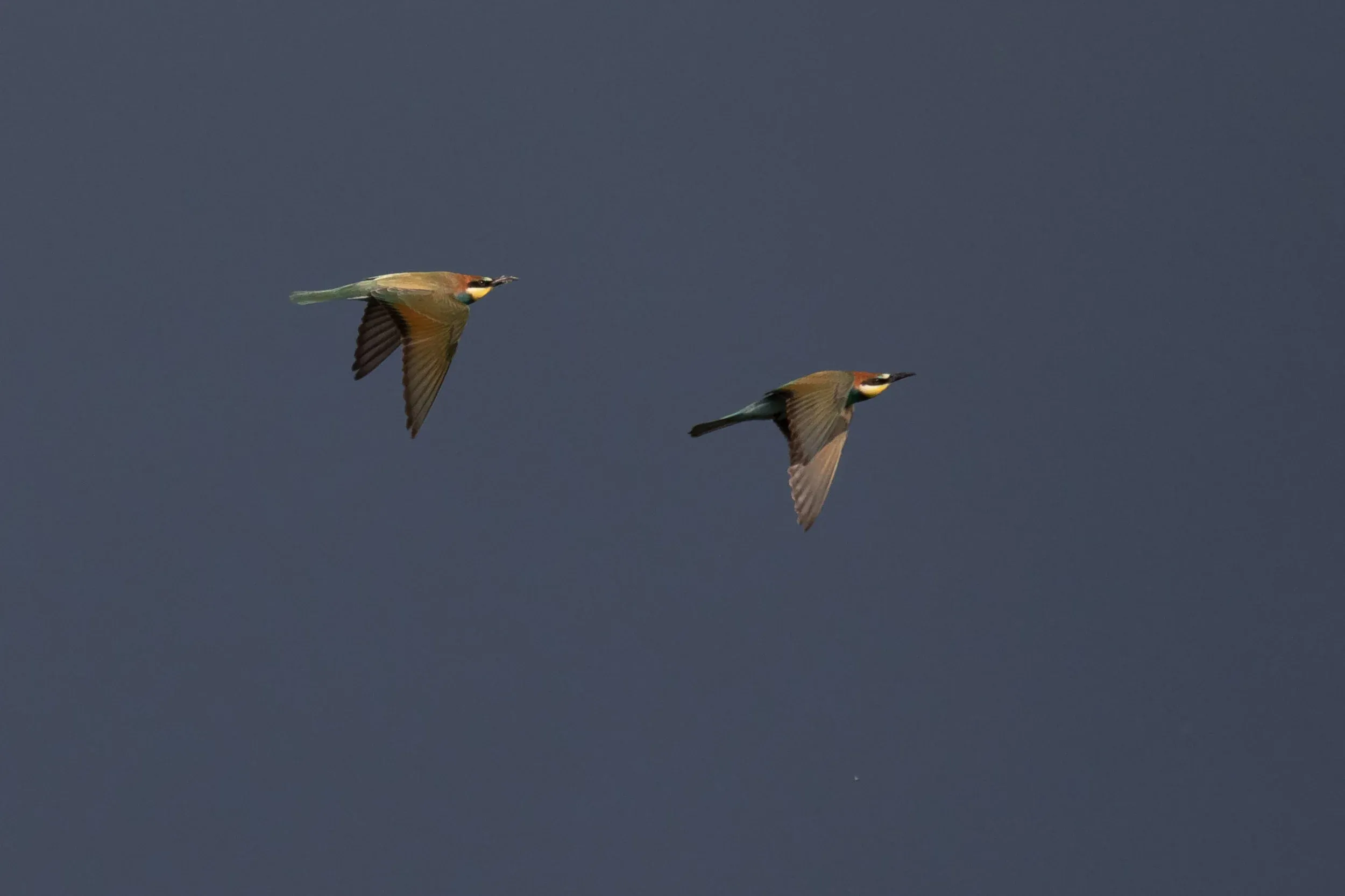 September 1st. One fo the best parts about September: absolutely insane numbers of European Bee-eaters, totally uncountable, but easily enjoyed. Two different individuals in this photo, no photo compilation.