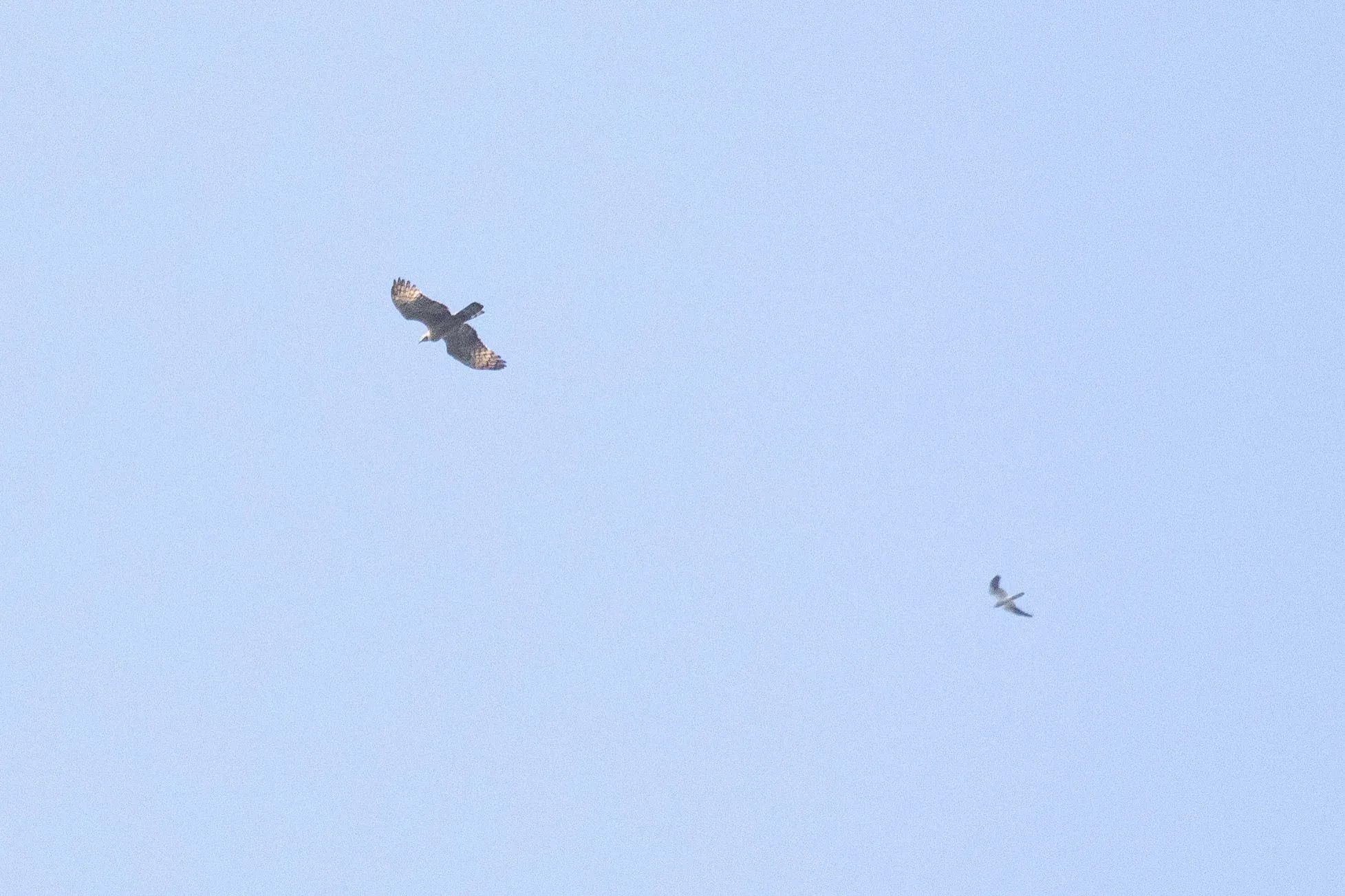 September 1st. The first Crested Honey Buzzard of the season, an adult female, and an adult male Montagu’s Harrier.
