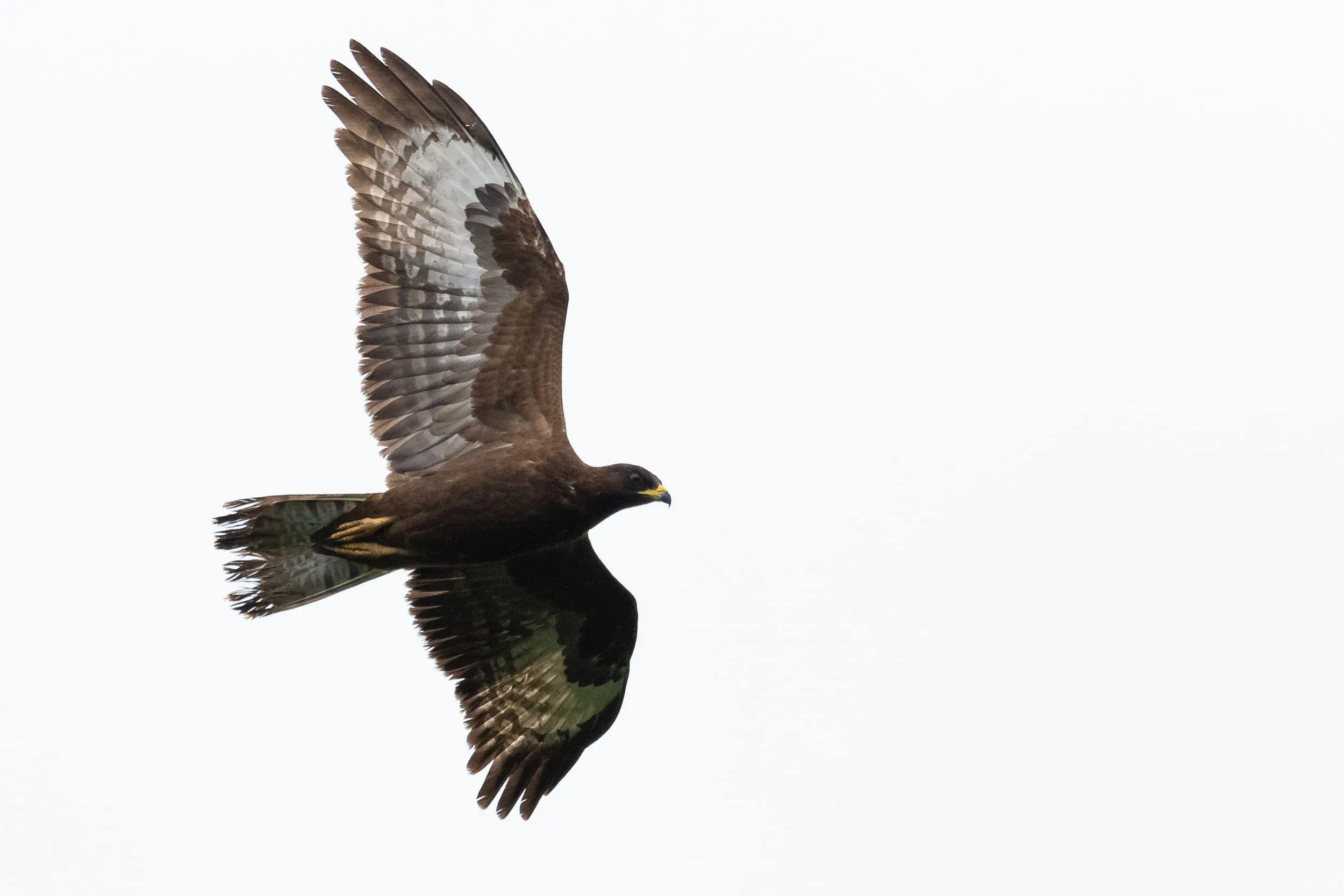 September 1st. Juvenile Honey Buzzard, a very obliging individual.