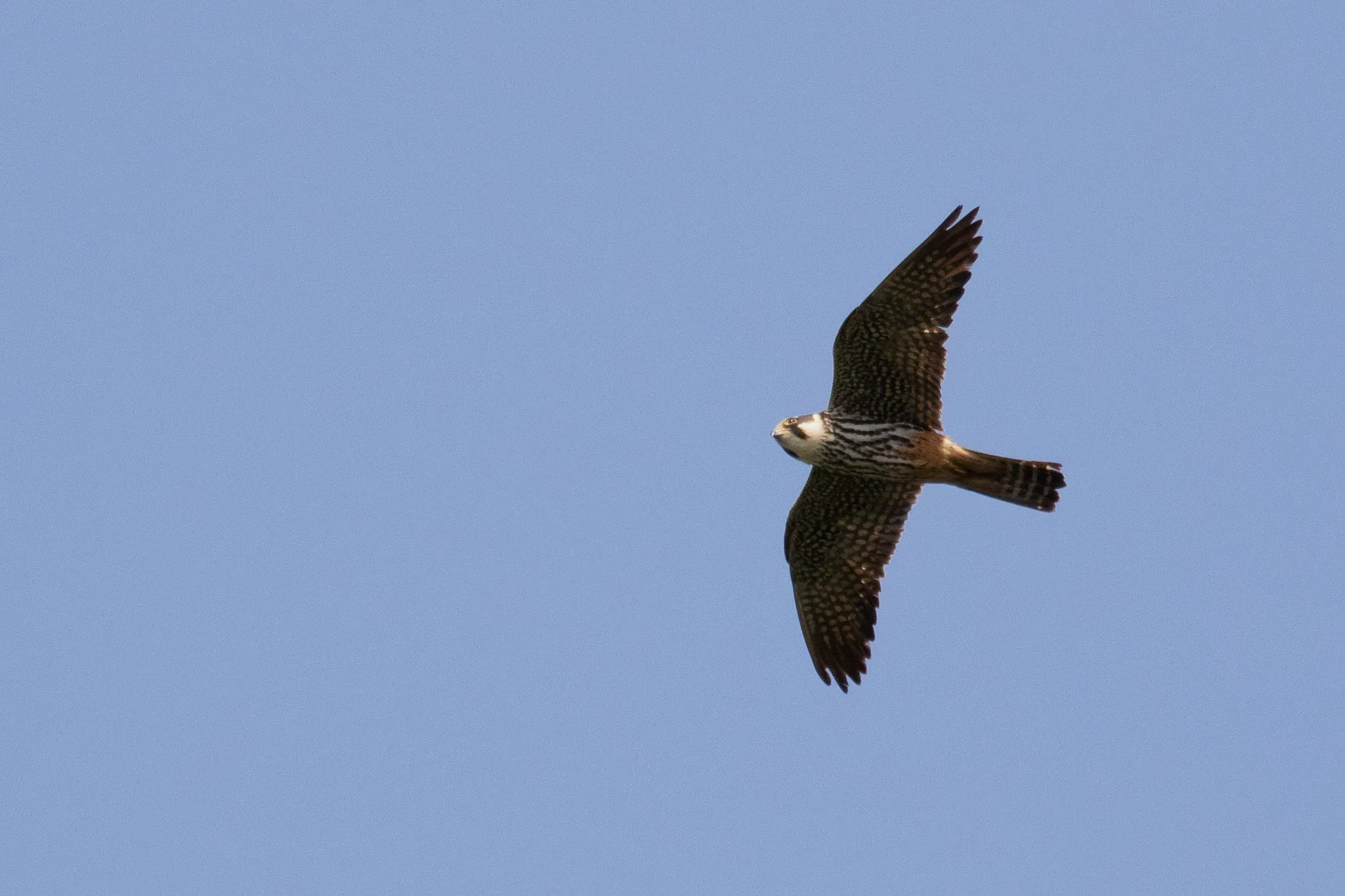 September 4th. One of the many Eurasian Hobbies we see migrate through the bottleneck. We don’t count them because it requires too much effort — which inevitably comes at the cost of count quality for other species — to identify and separate from other falcons. But, you can and will still be able to enjoy them on your visits.