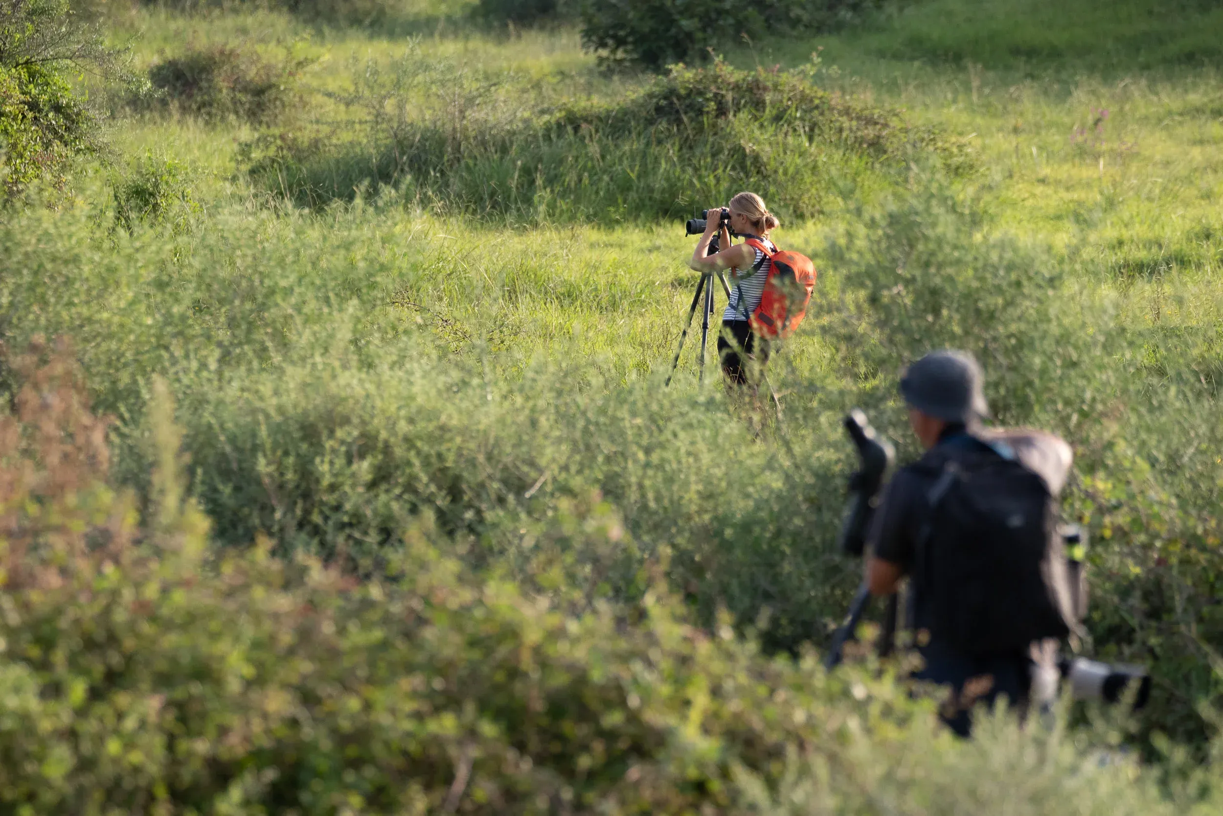 September 7th. Finally, a visit to the Chorokhi Delta. Obligatory and almost always rewarding to scan the shrubs, ponds and coastal area here. Probably due to this year’s drought, it was not as full of birds as in other years… but the area still provides fantastic birding opportunities.