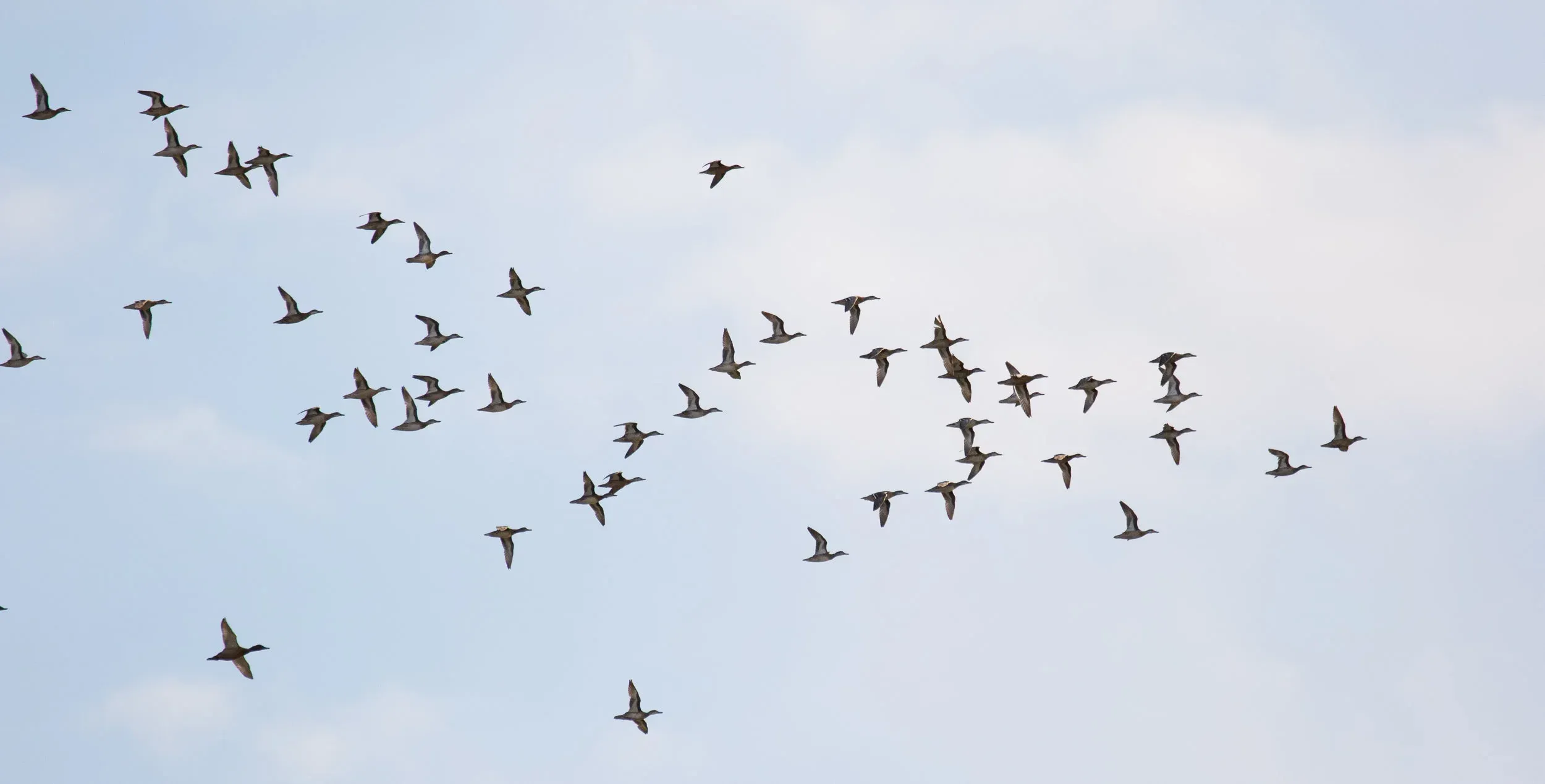 September 7th. Flock of Garganey and Common Pochards