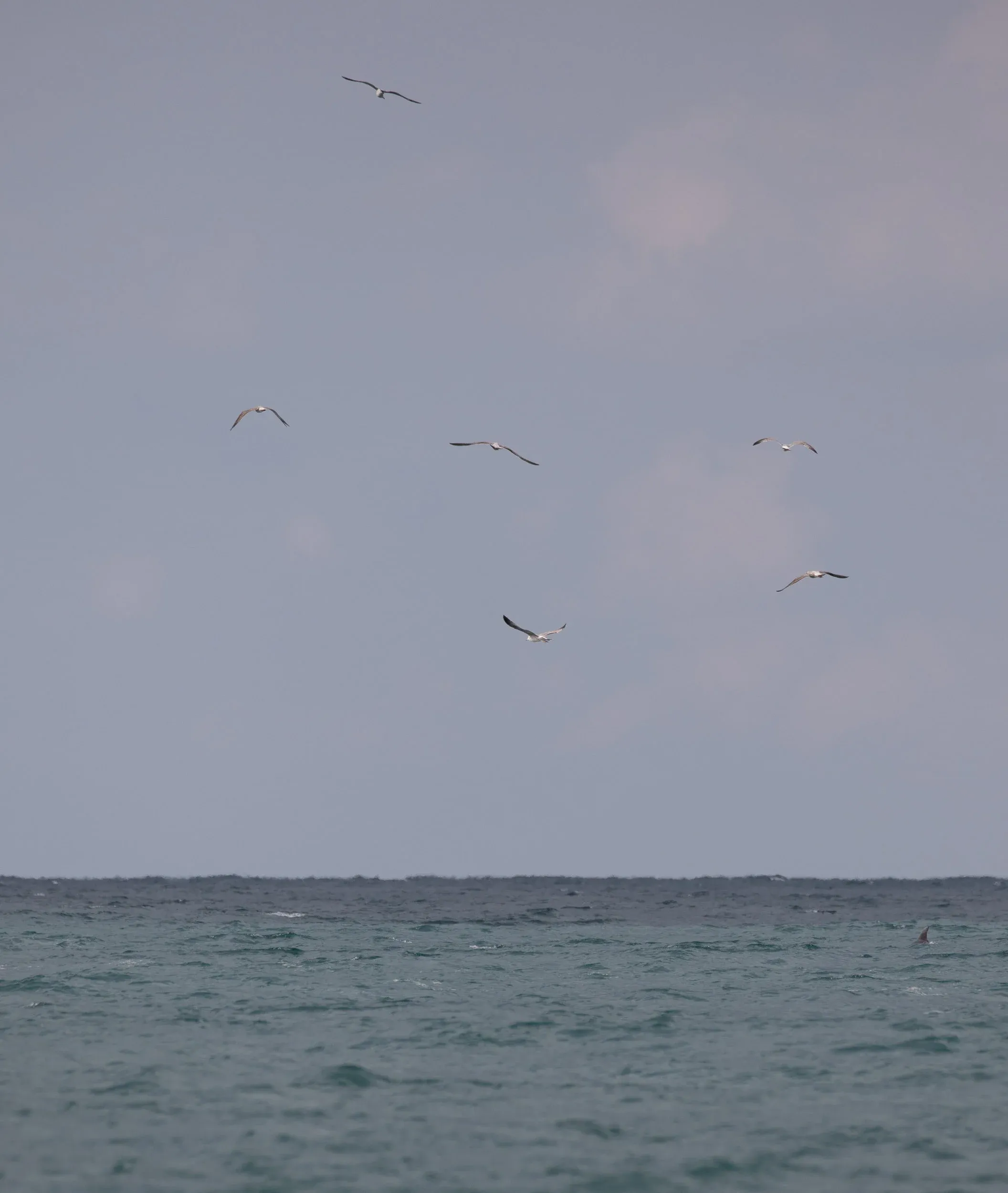 September 7th. … but if you struggle to find any, just have a look at where the Gulls are going. See the fin on the right.
