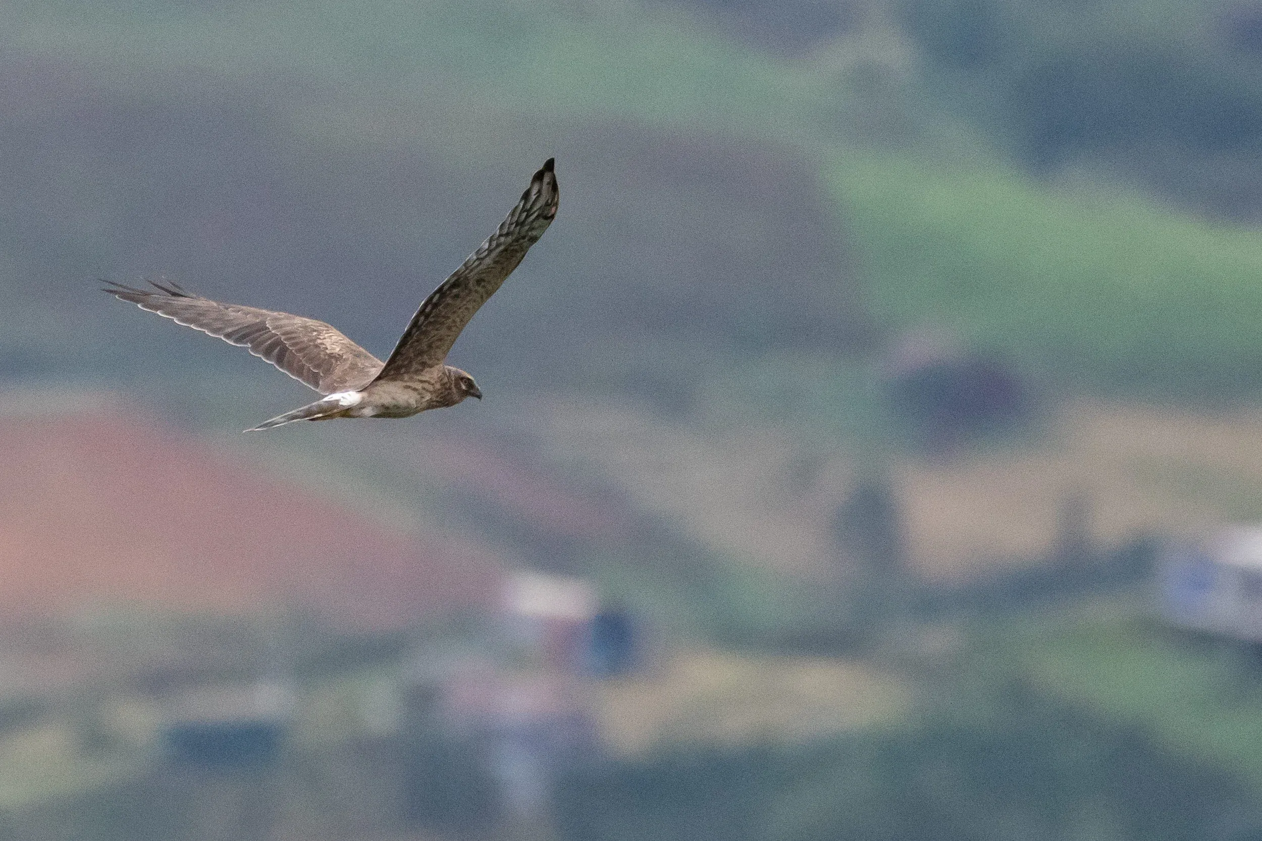 September 9th. Close flyby of an adult female Pallid Harrier. Amazing birds…