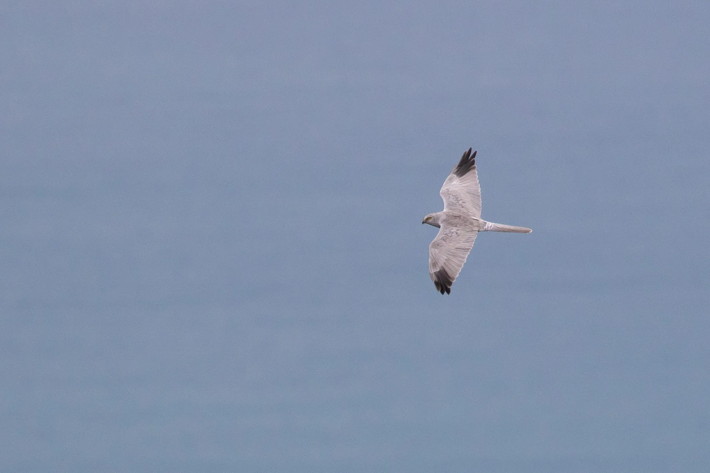 September 10th. Same bird.