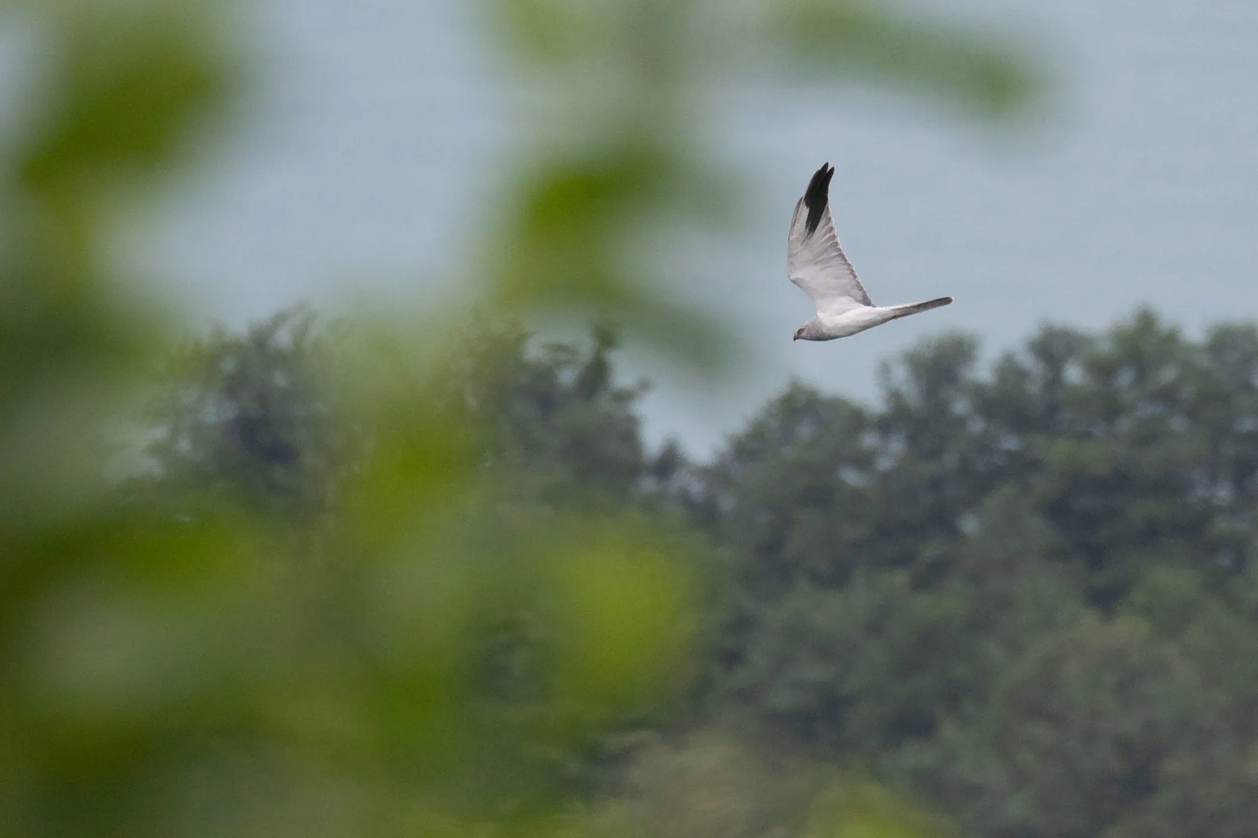September 10th. BRC’s logo… for good reasons. Adult male Pallid Harrier.