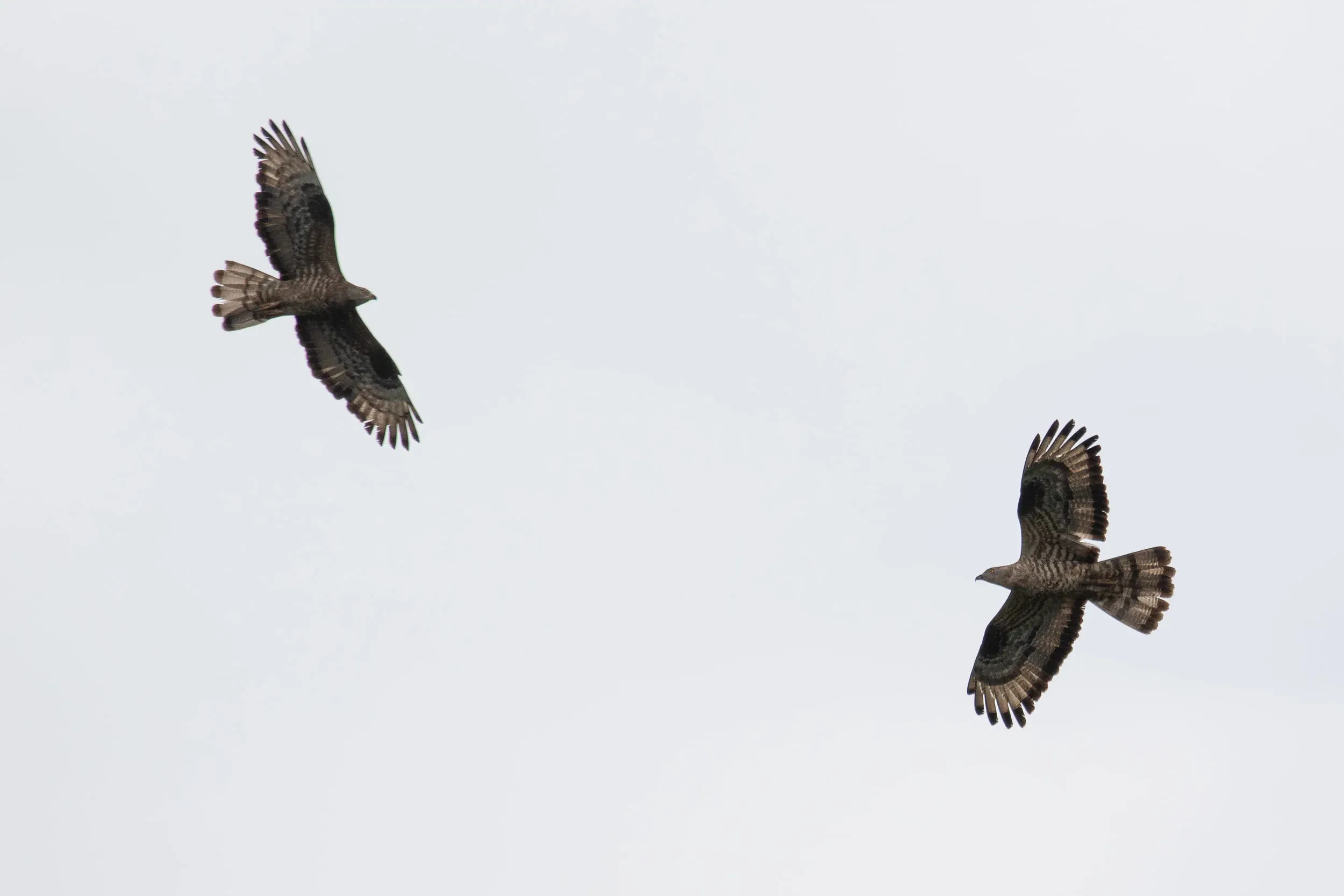 September 11th. Two adult male Honey Buzzards, two entirely different moult strategies?