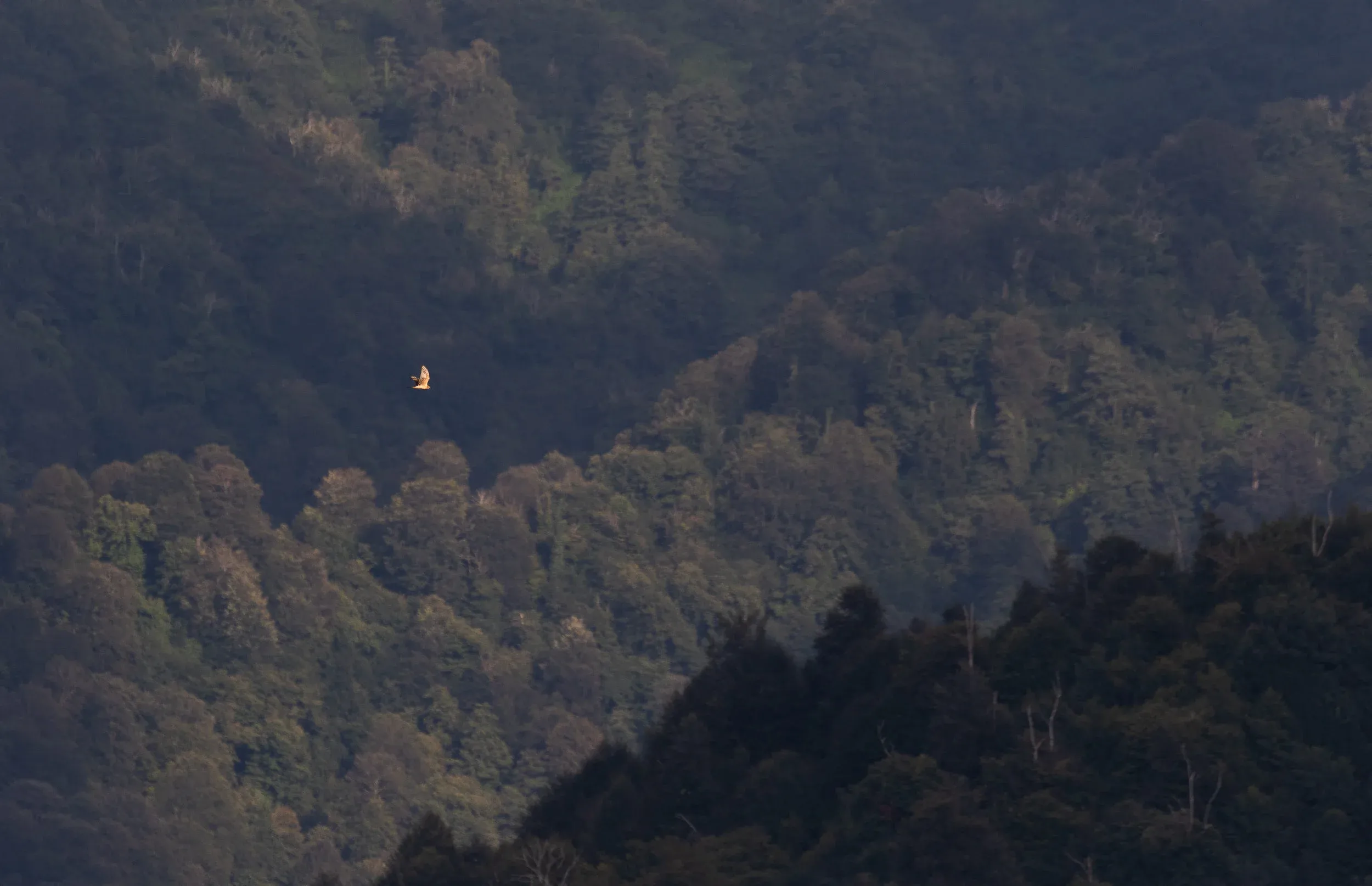 September 11th. For me, this is the photo that encapsulates the Batumi migration in 2018 best: great light, fantastic birds in a fantastic landscape. In this case — once again: an adult female Pallid Harrier.