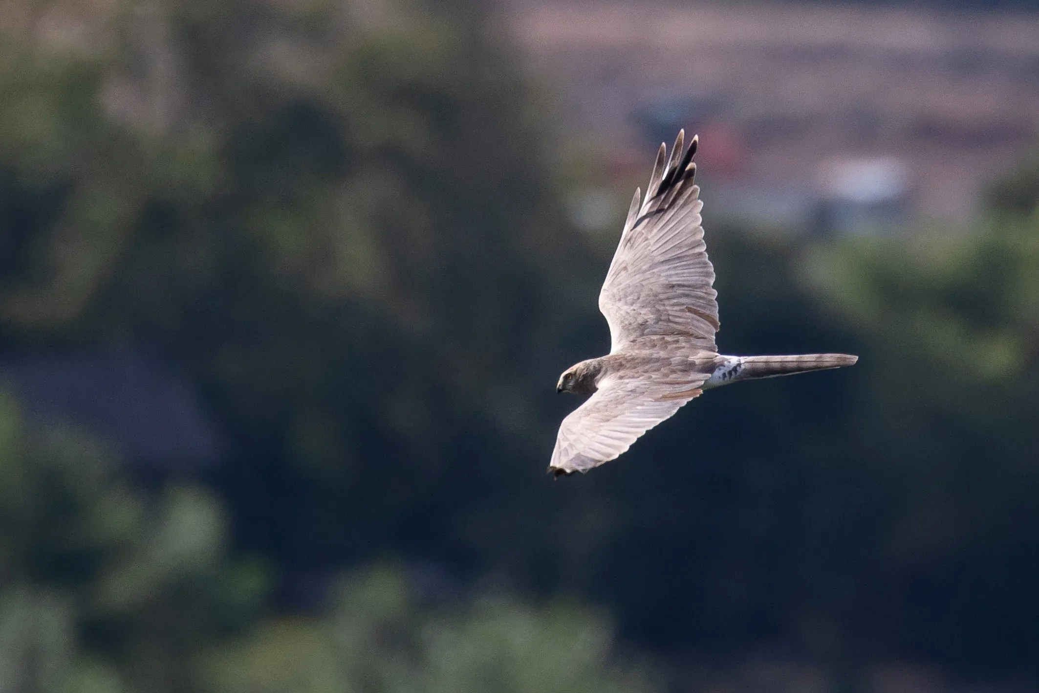 September 11th. Same bird.