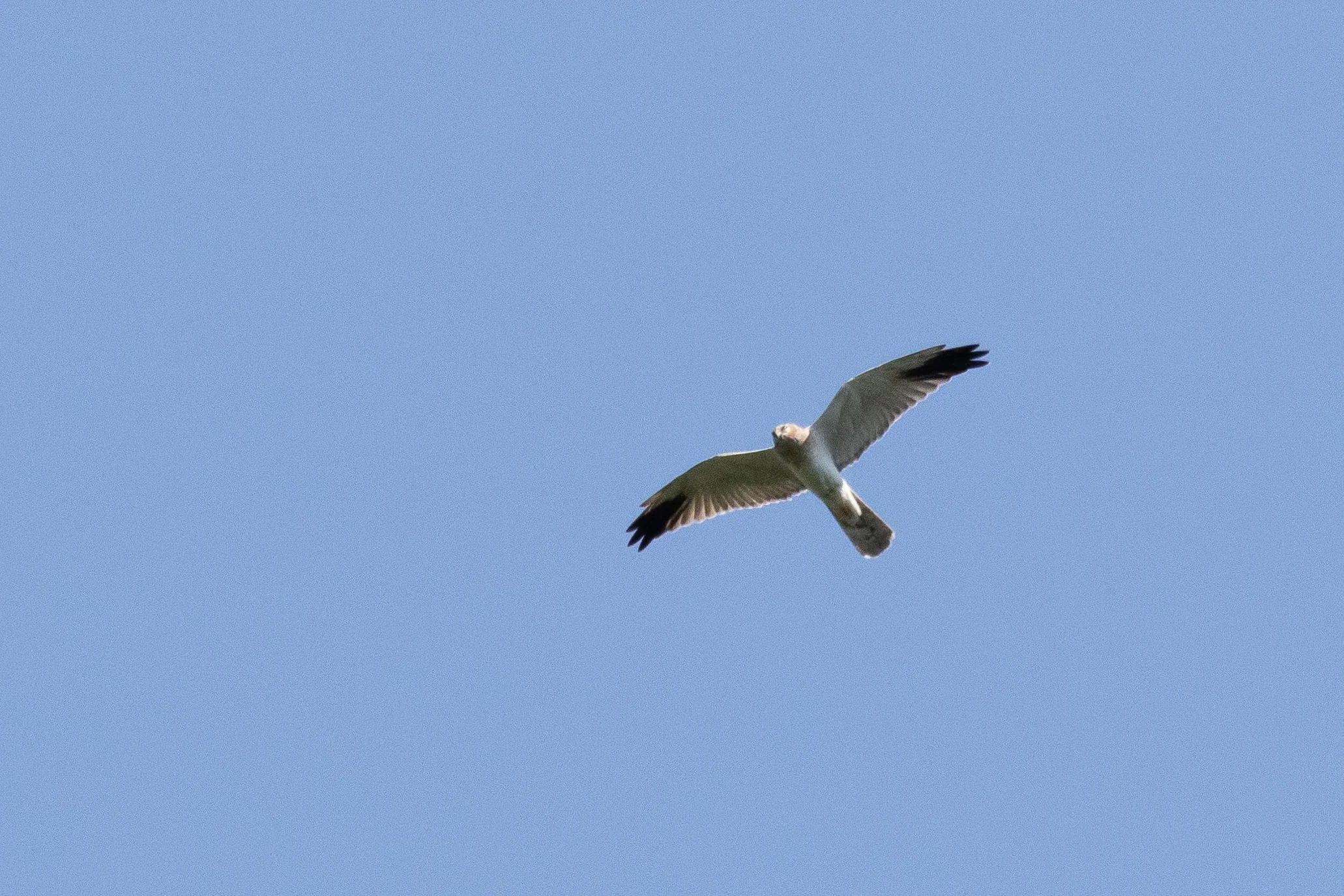 September 12th. This is what the immature male Pallid Harriers looks like most often when they migrate past the counting site, with no retained juvenile secondaries, but just a brownish hood and a (sometimes) smudgy underwing. However, this season most immature males looked like the ones above, with retained secondaries.