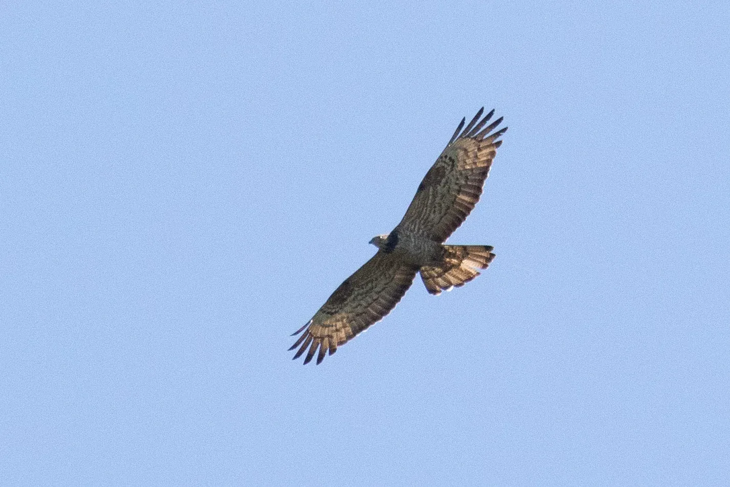 September 13th. Hybrid female Honey Buzzard. Barring is European type, but wing is quite clearly fingered, lacks carpal patches and there is a very strong gorget. Bird had a very heavy wingbeat, often the first character that points you toward an odd bird (hybrid or pure CHB)
