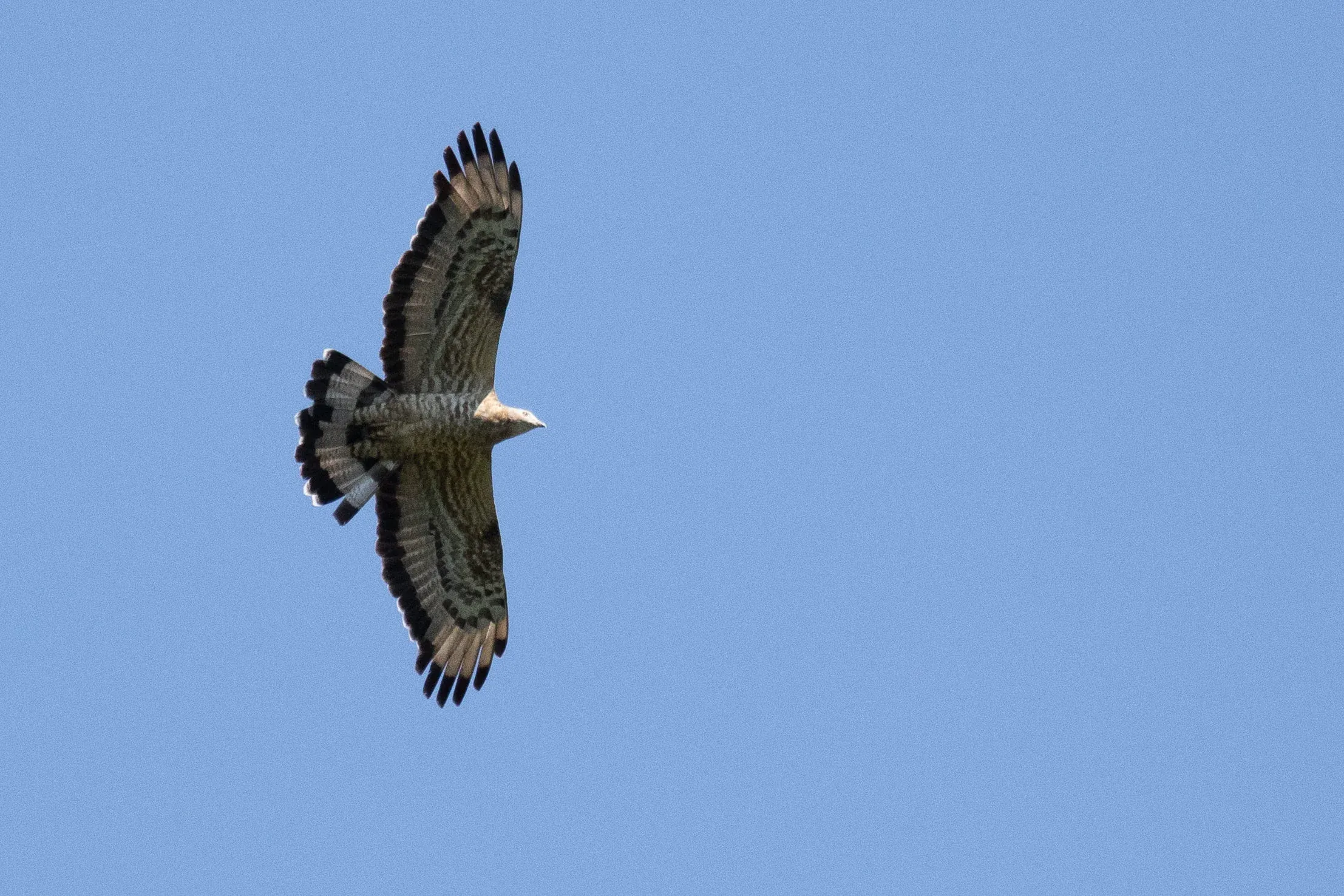 September 13th. Proper views of hybrid Honey Buzzards this day. This is an adult male with a barring pattern that fits European HB, but the trailing edge and tail barring is like Crested HB. Carpal patch is just a smudge and hand clearly has 6 fingers, but is more rounded than square-shaped. See comparison with European male in the next photo.